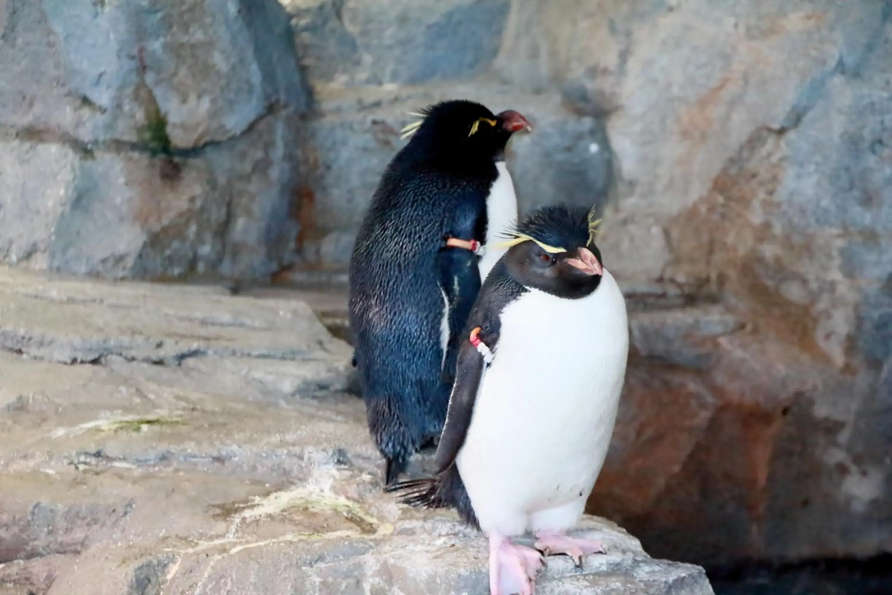 Nearby landmark, Other Animals in Hotel Wing International Select Higashi Osaka