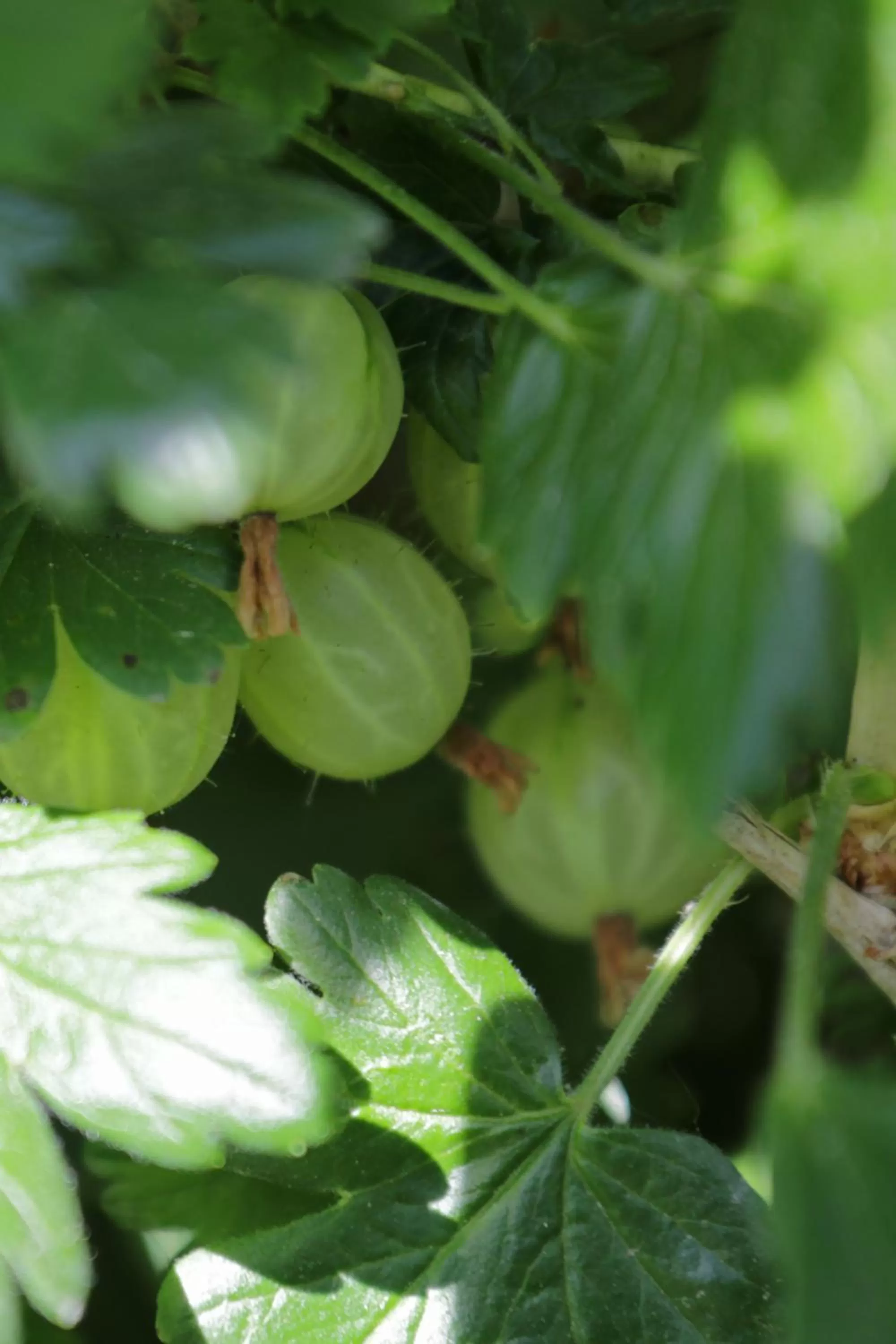 Garden in Hotell Conrad