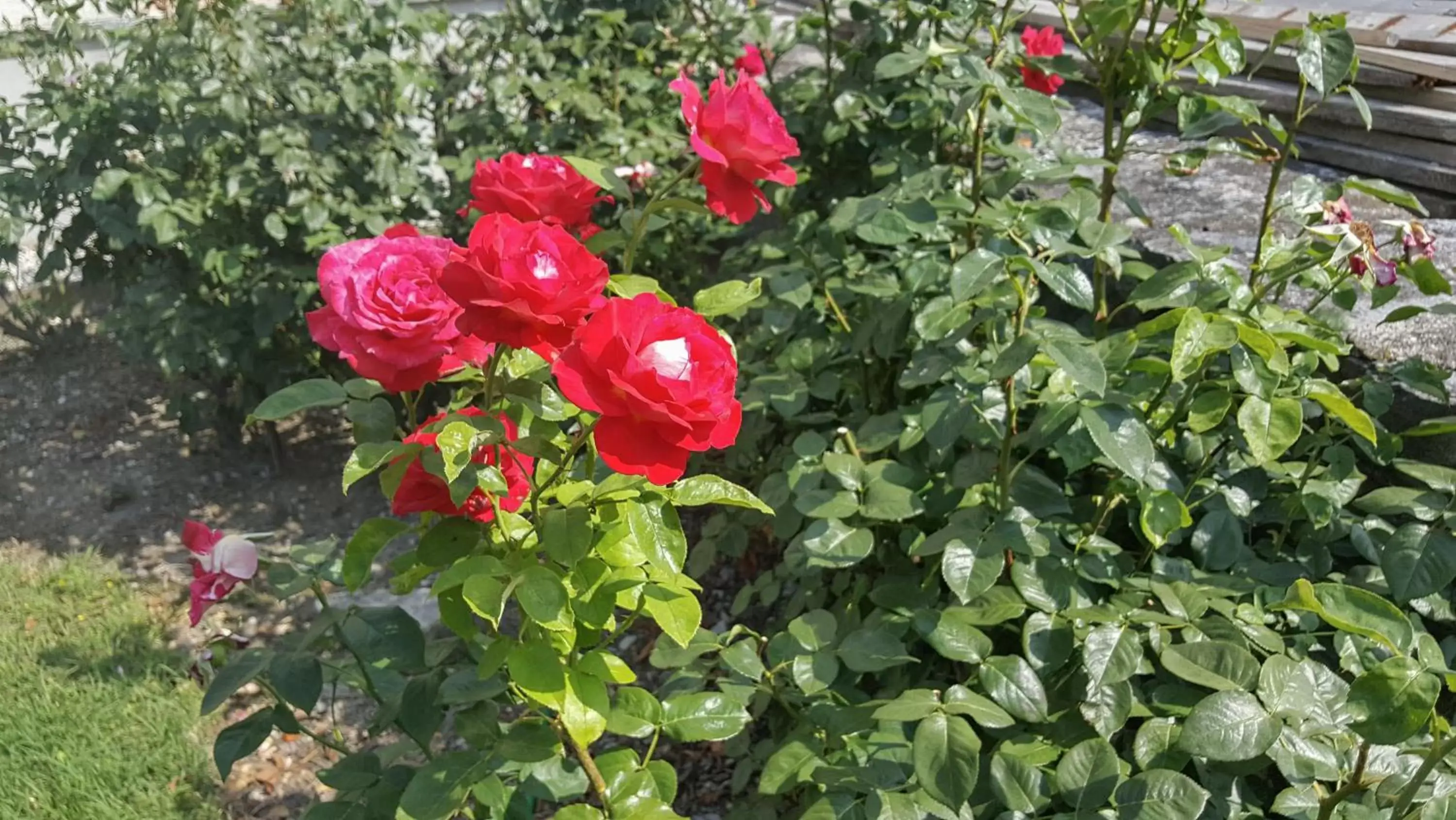 Garden in Hôtel les Berges