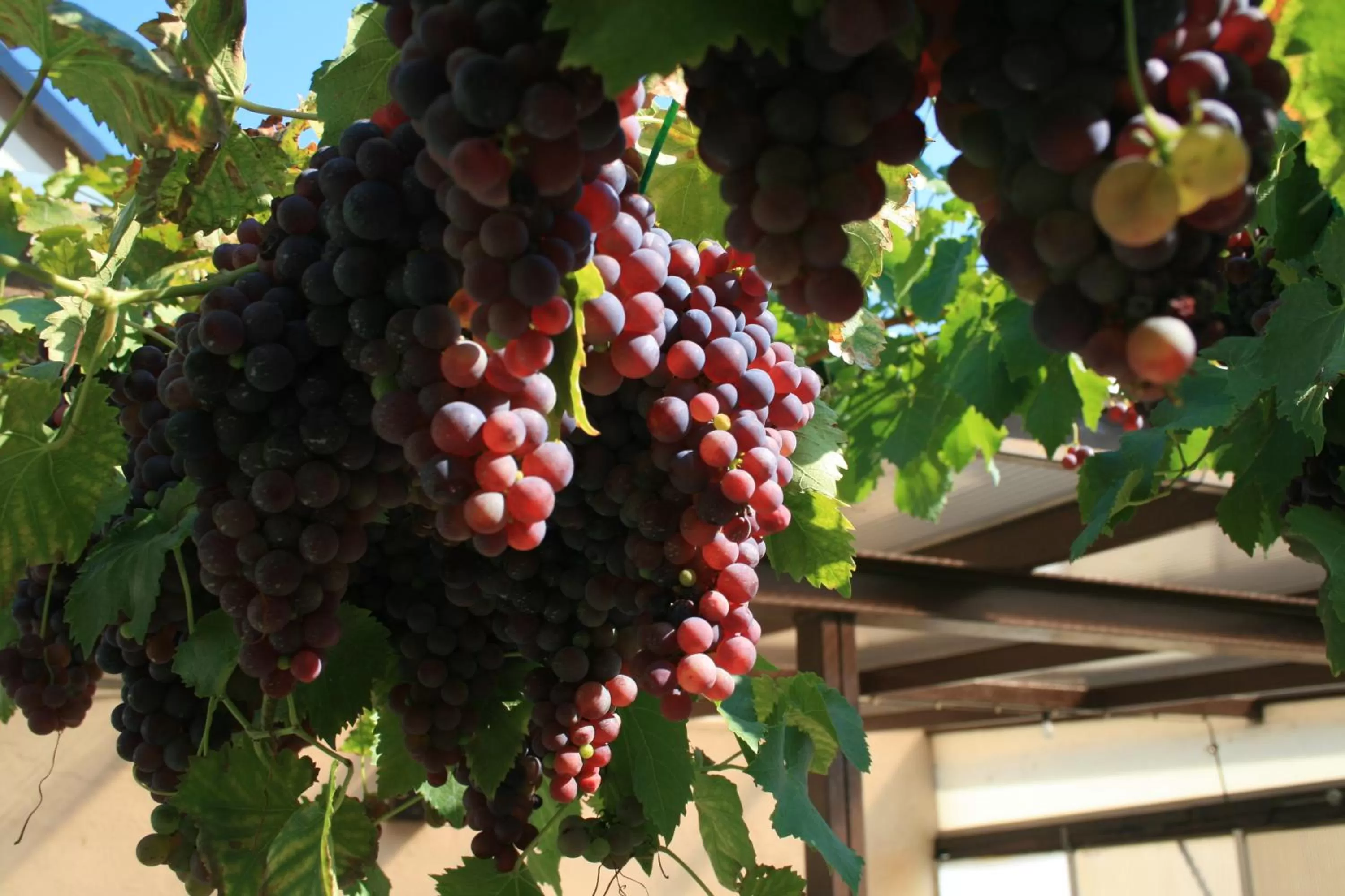 Day in Mosel Weinhotel Steffensberg