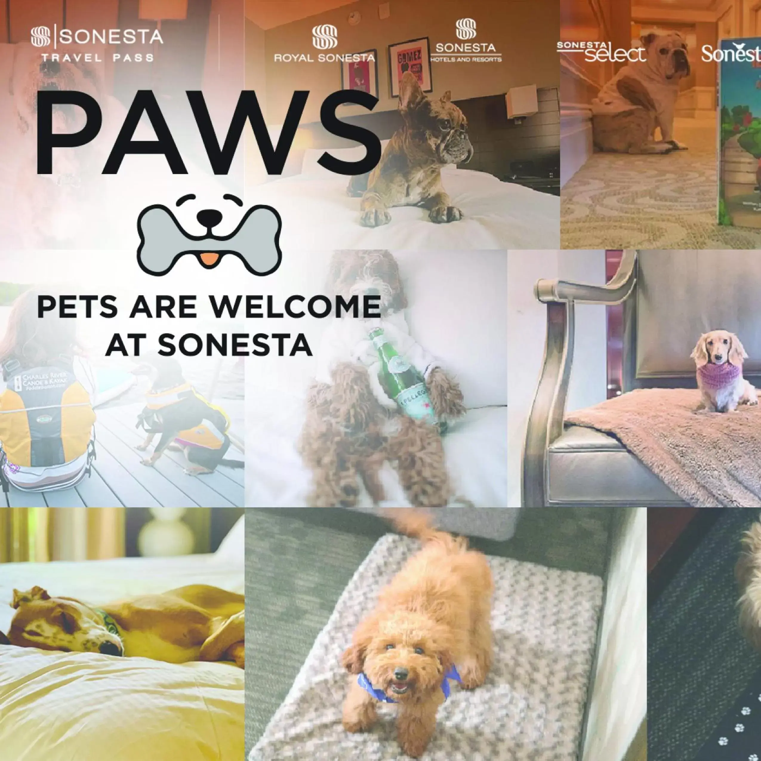 Pets in Sonesta Select Chattanooga Hamilton Place
