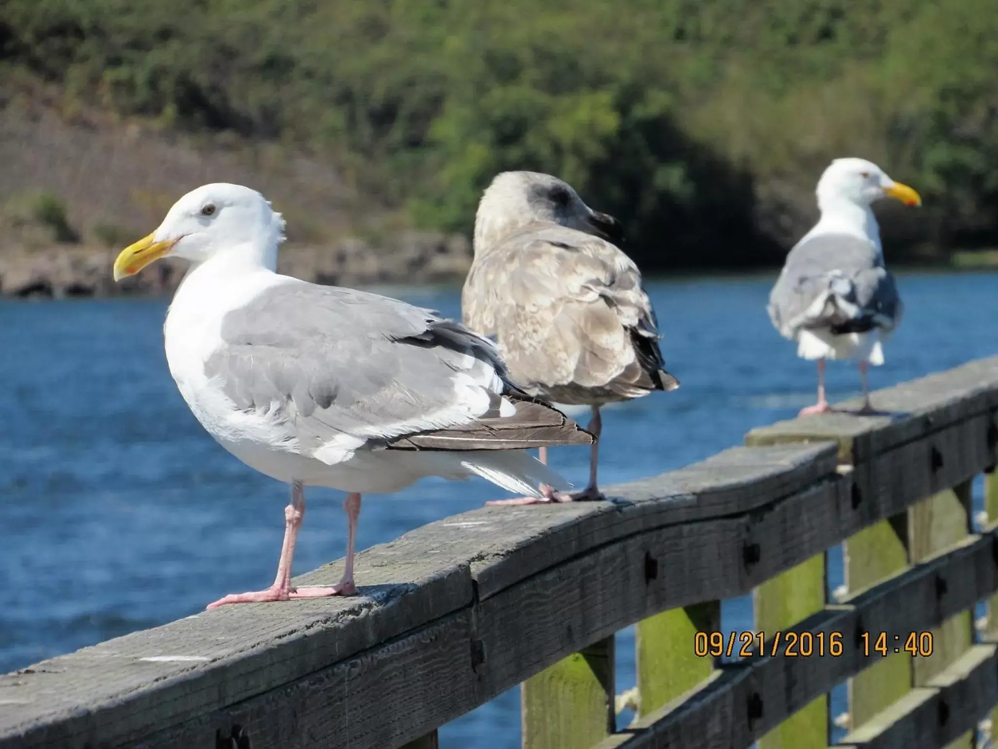 Animals, Other Animals in The Waldport Inn