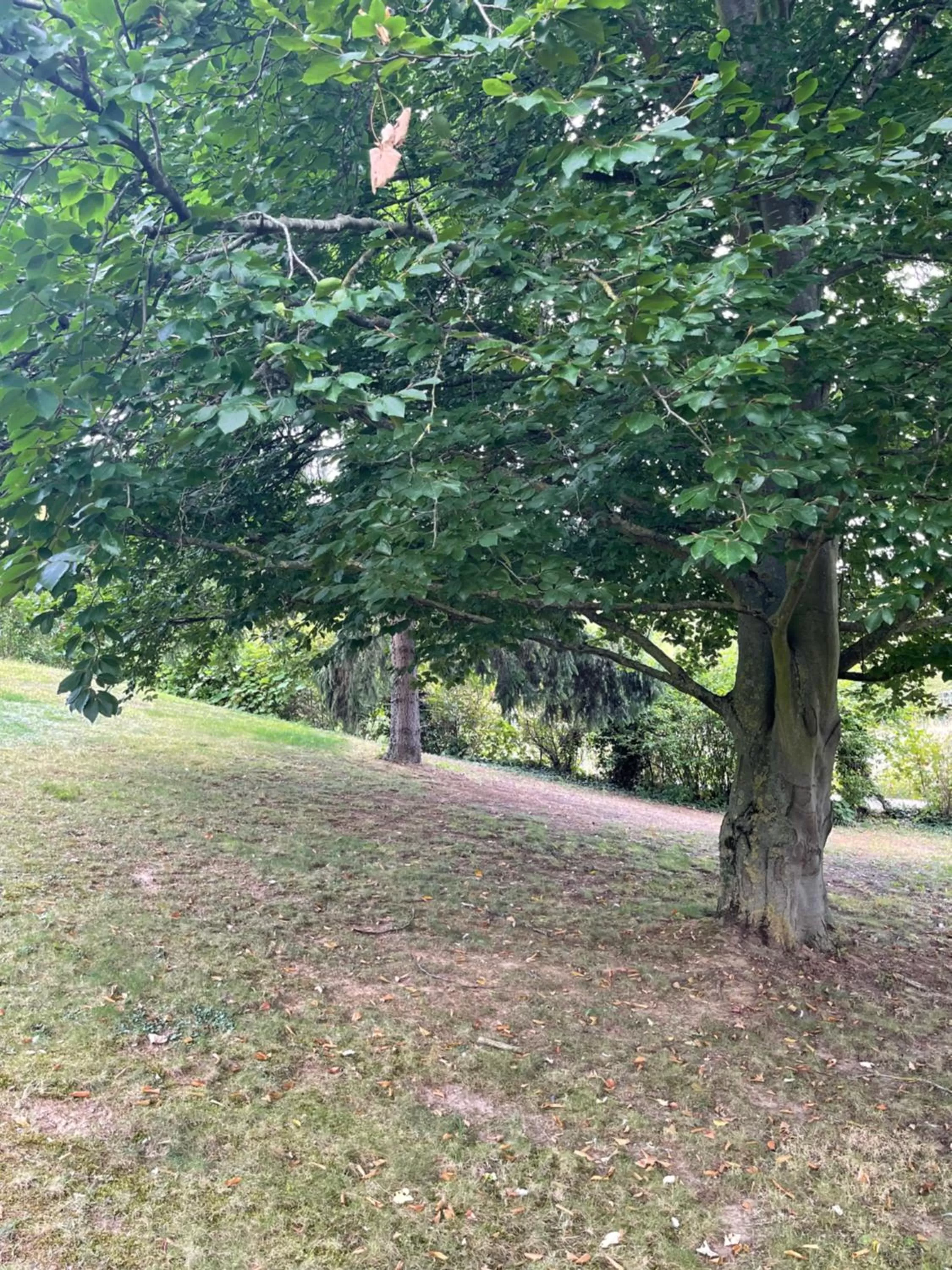 Suite alcôve confort