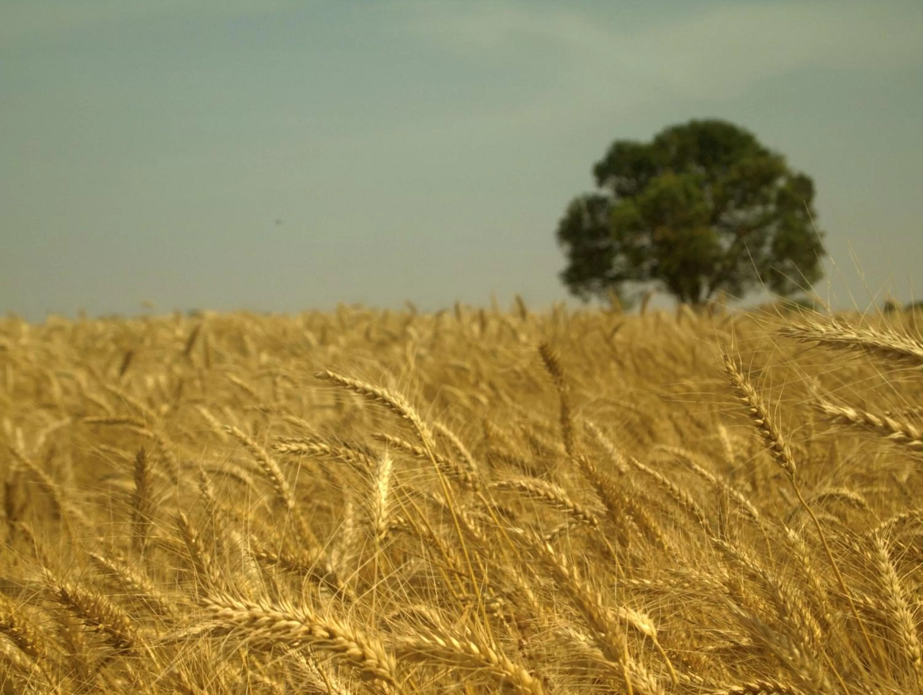 Other in Hyatt Regency Ludhiana