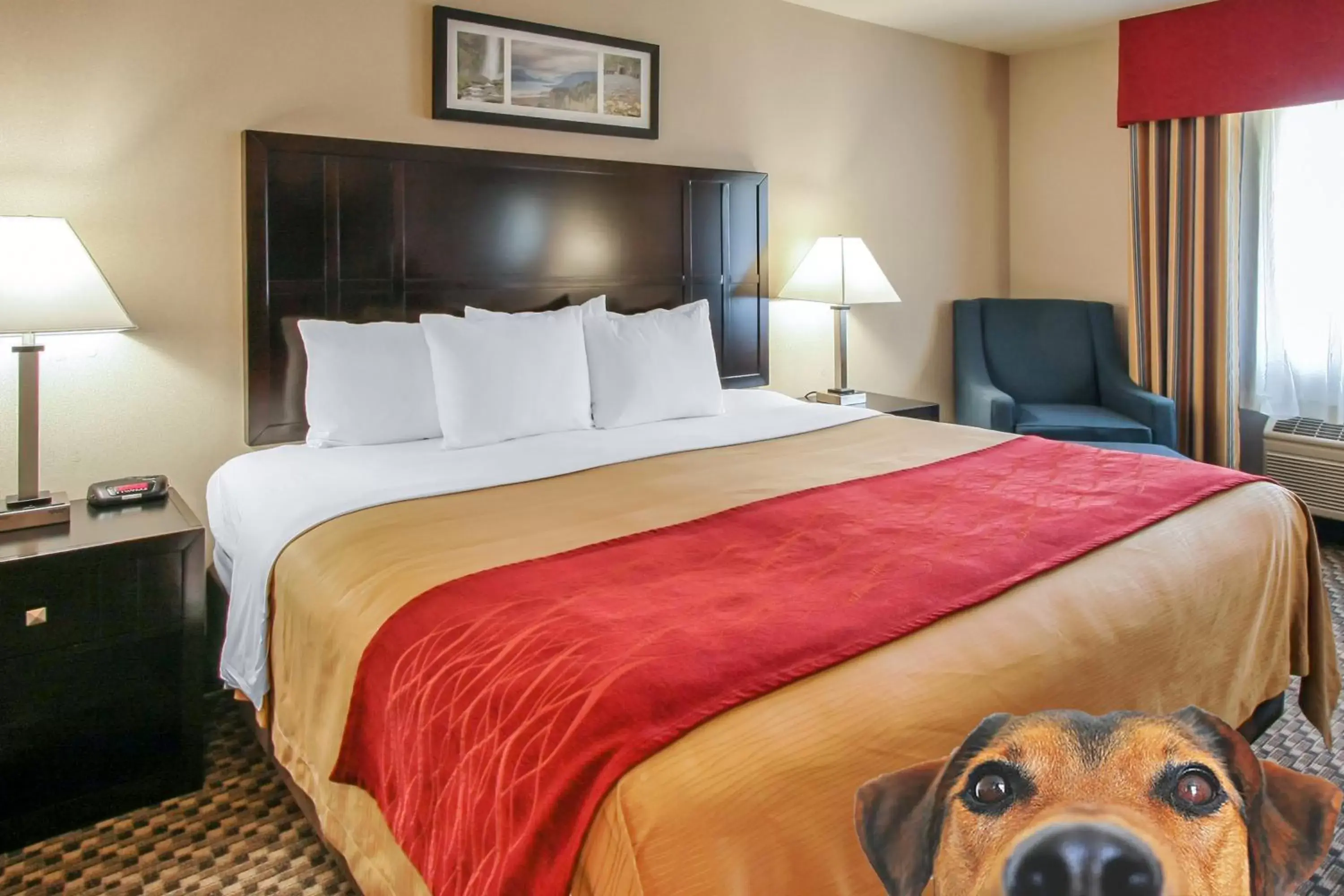 King Room - Pet Friendly/Non-Smoking in Comfort Inn Troutdale-Portland East