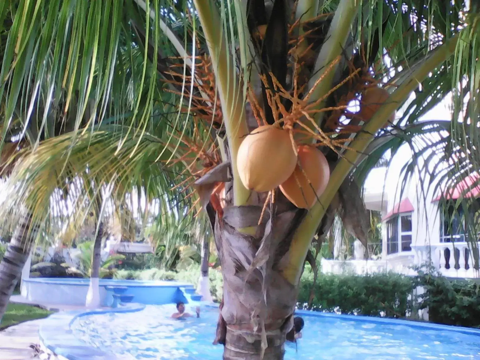 Food close-up, Swimming Pool in Mansion Giahn Bed & Breakfast