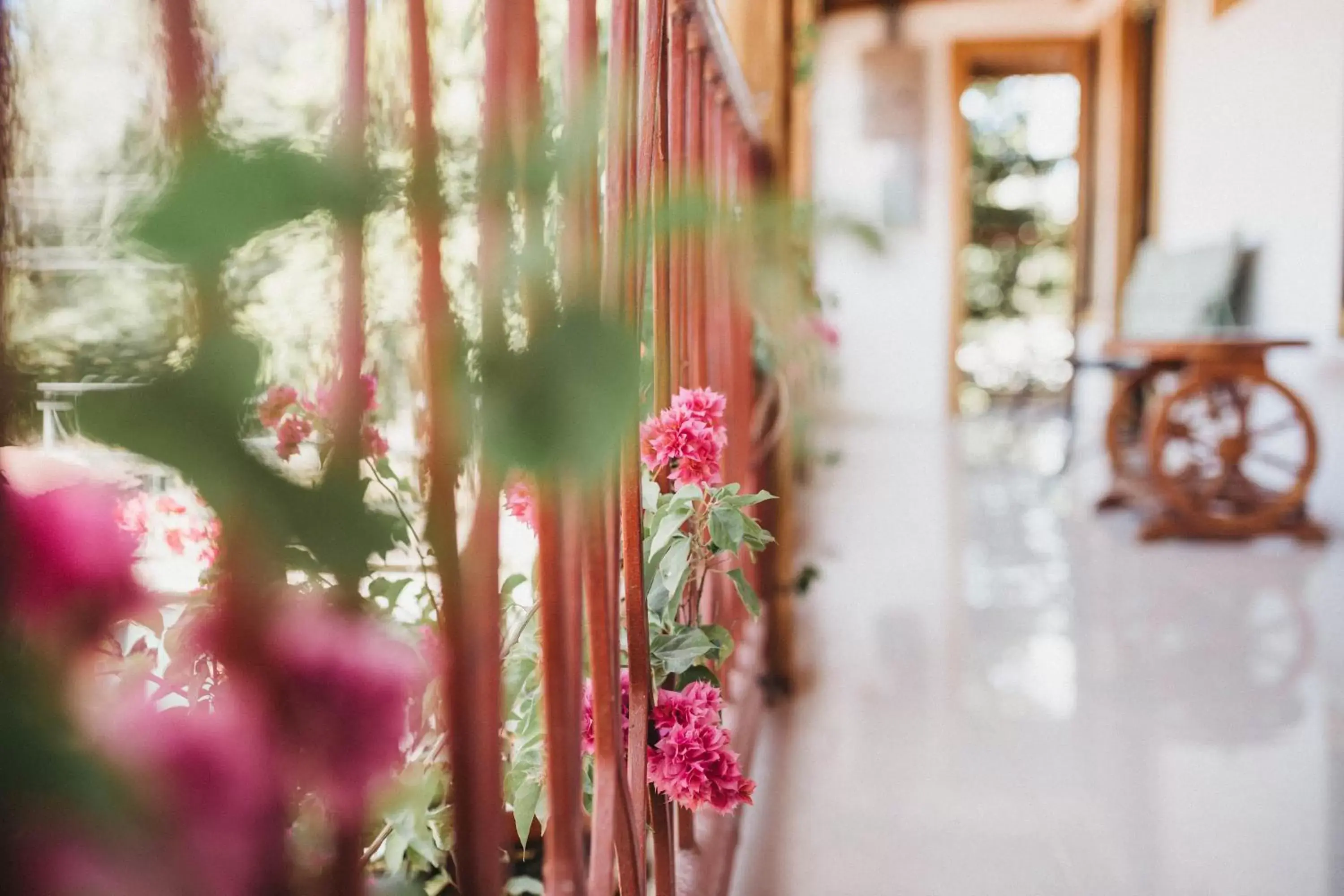 Balcony/Terrace in Hotel Javy