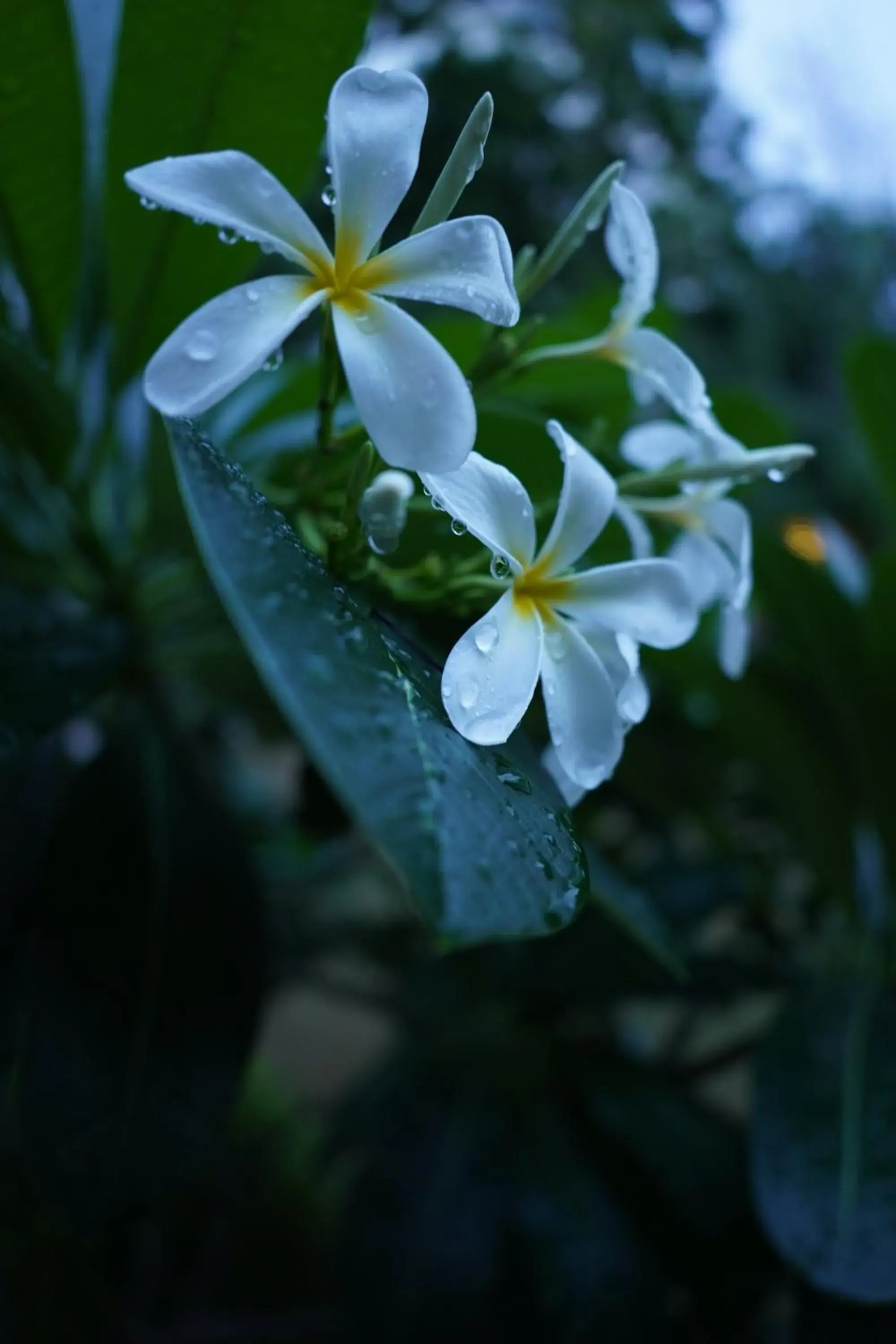 Spring in Park Plaza Jodhpur