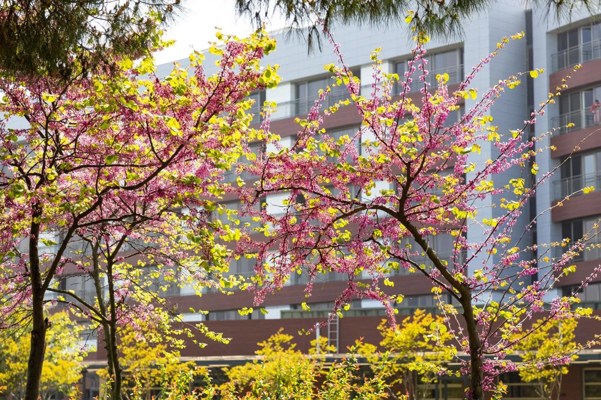 Property building in Novotel Trabzon