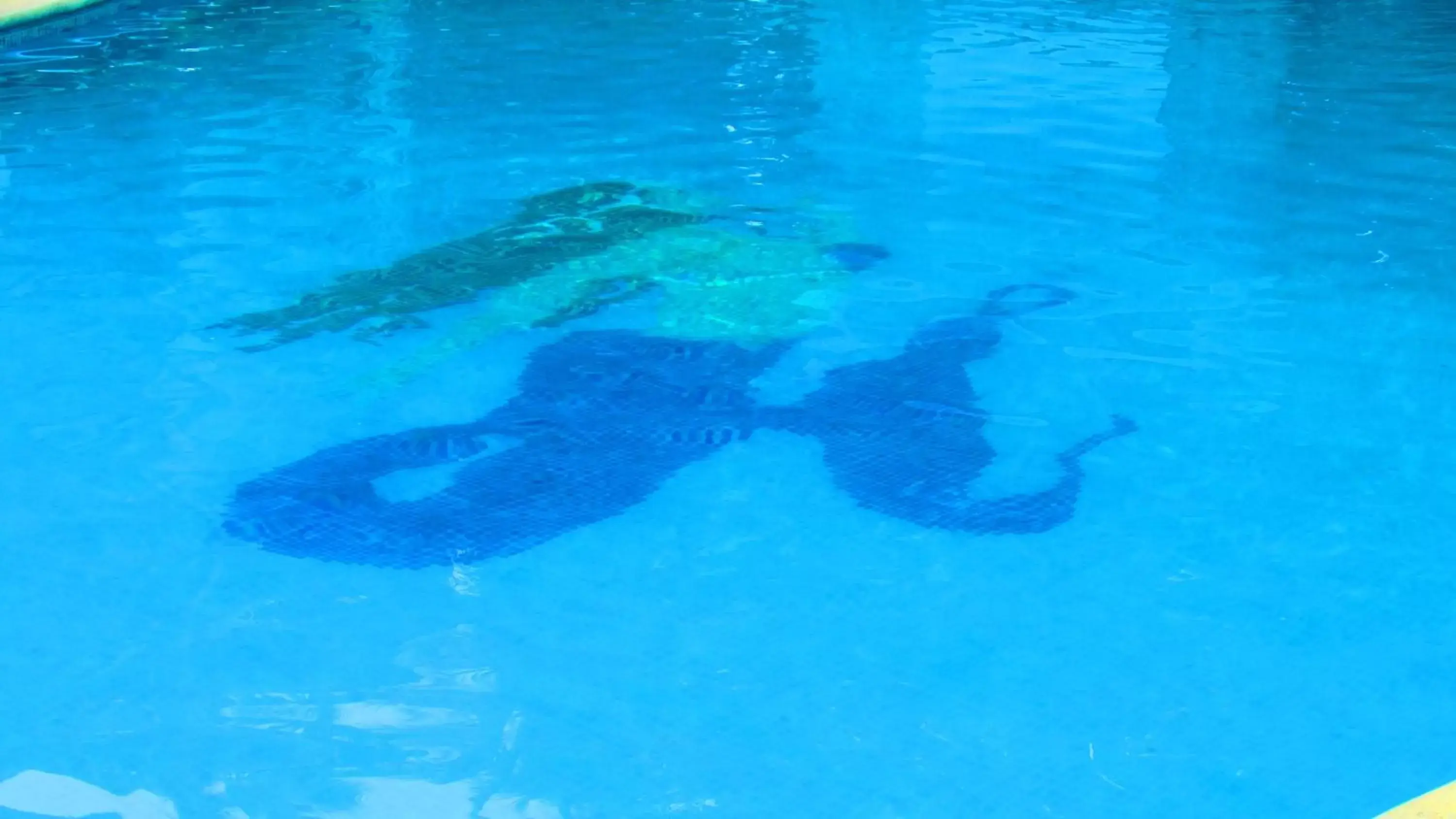 Bird's eye view, Swimming Pool in Hotel Playa Westfalia