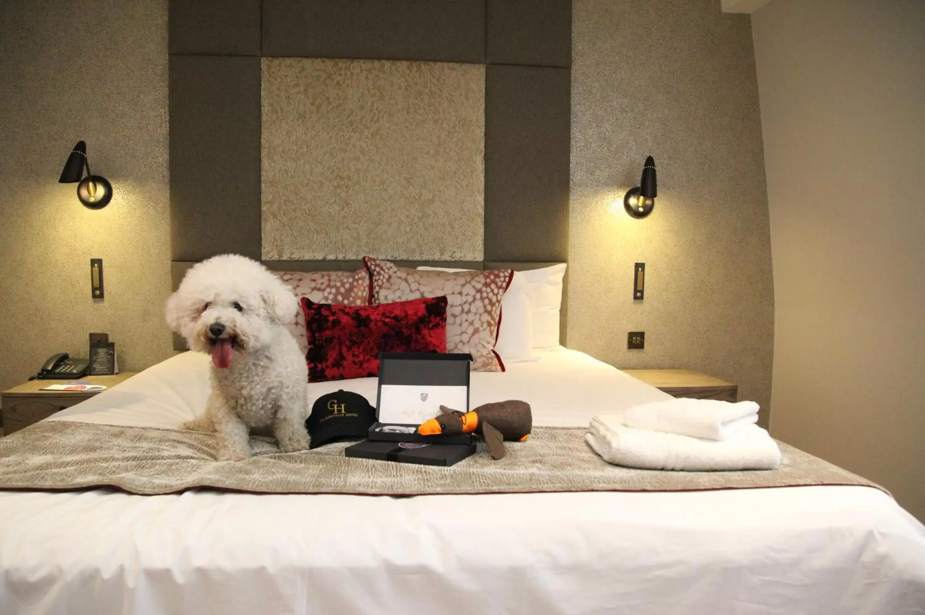 Pets, Bed in Gonville Hotel