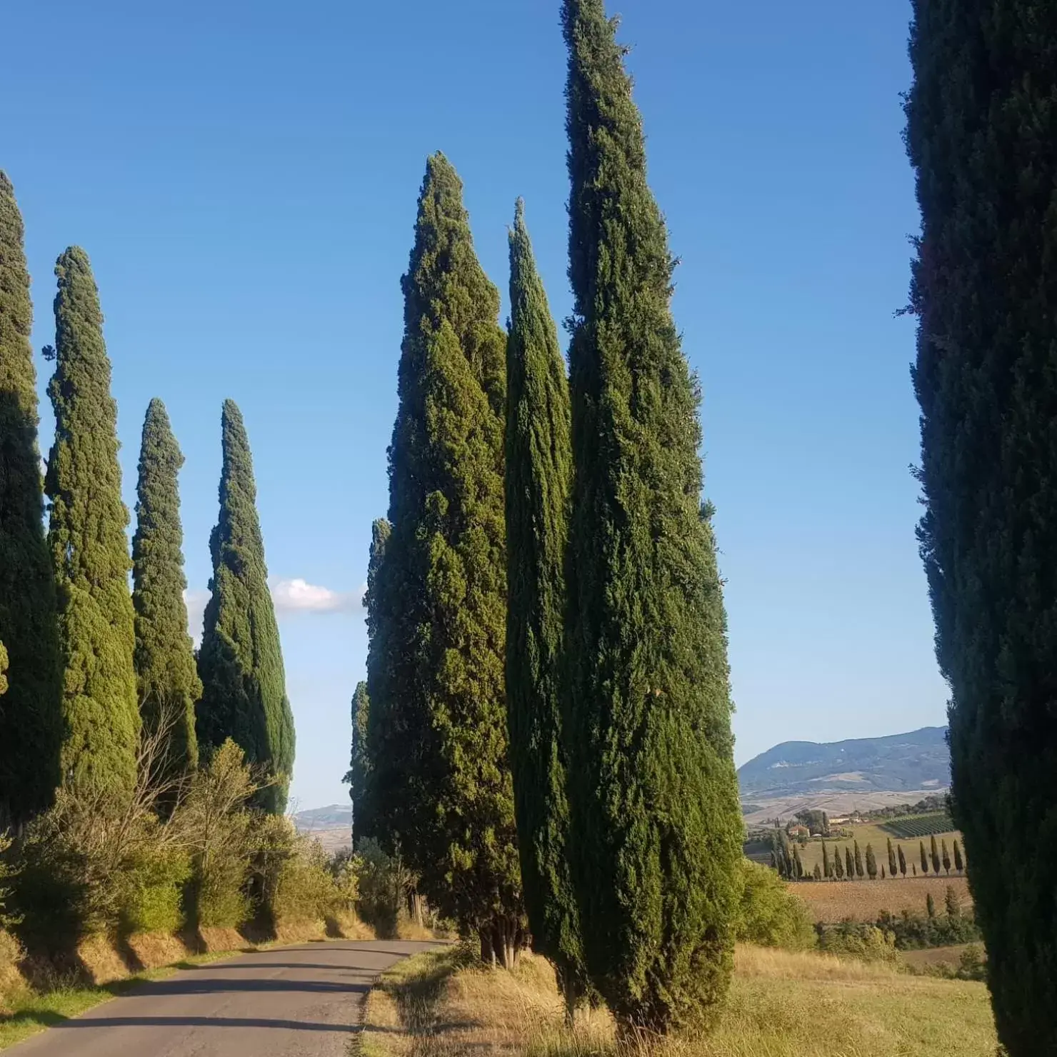 Natural landscape in Palazzetto del Pittore