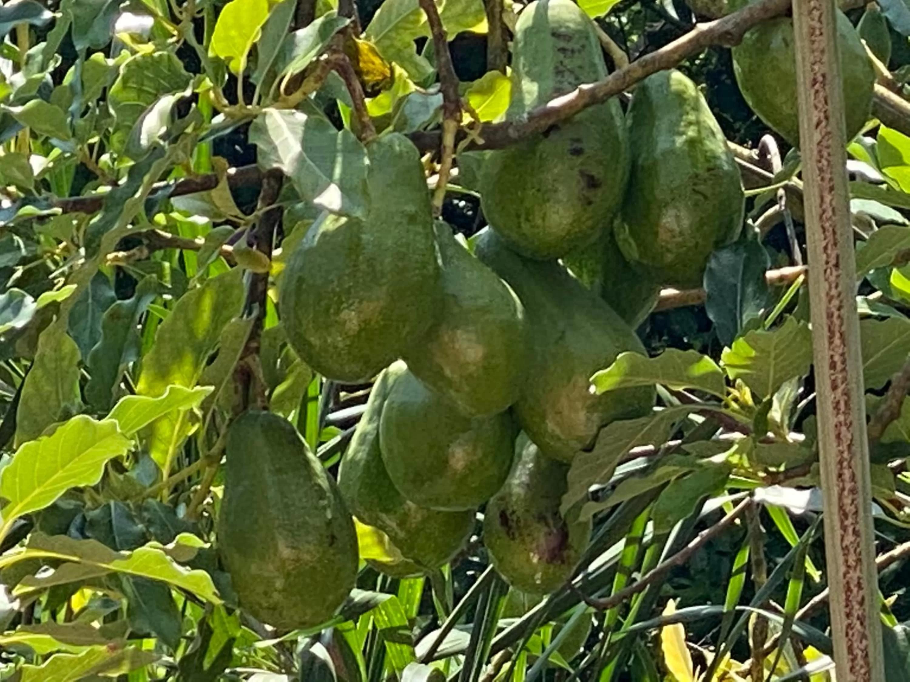 Other Animals in The Heaven's Villa Kandy