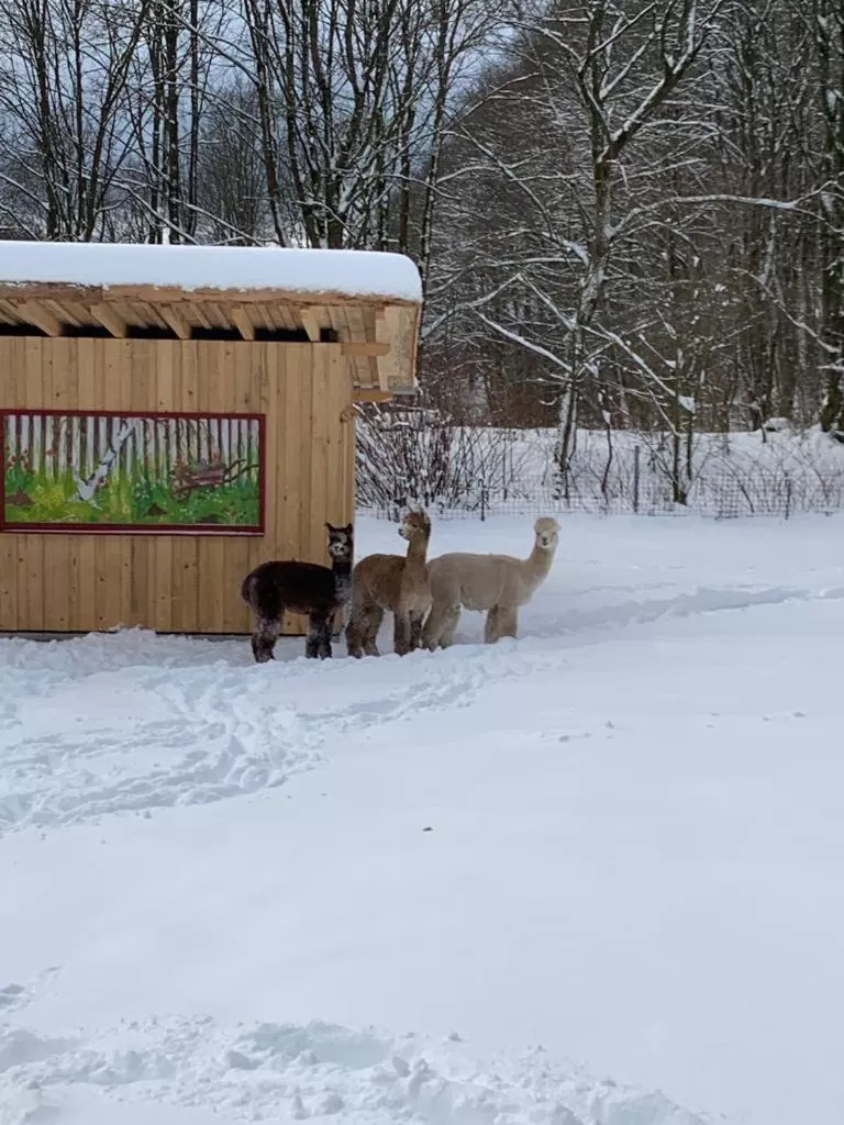 Animals in Hotel Waldmühle