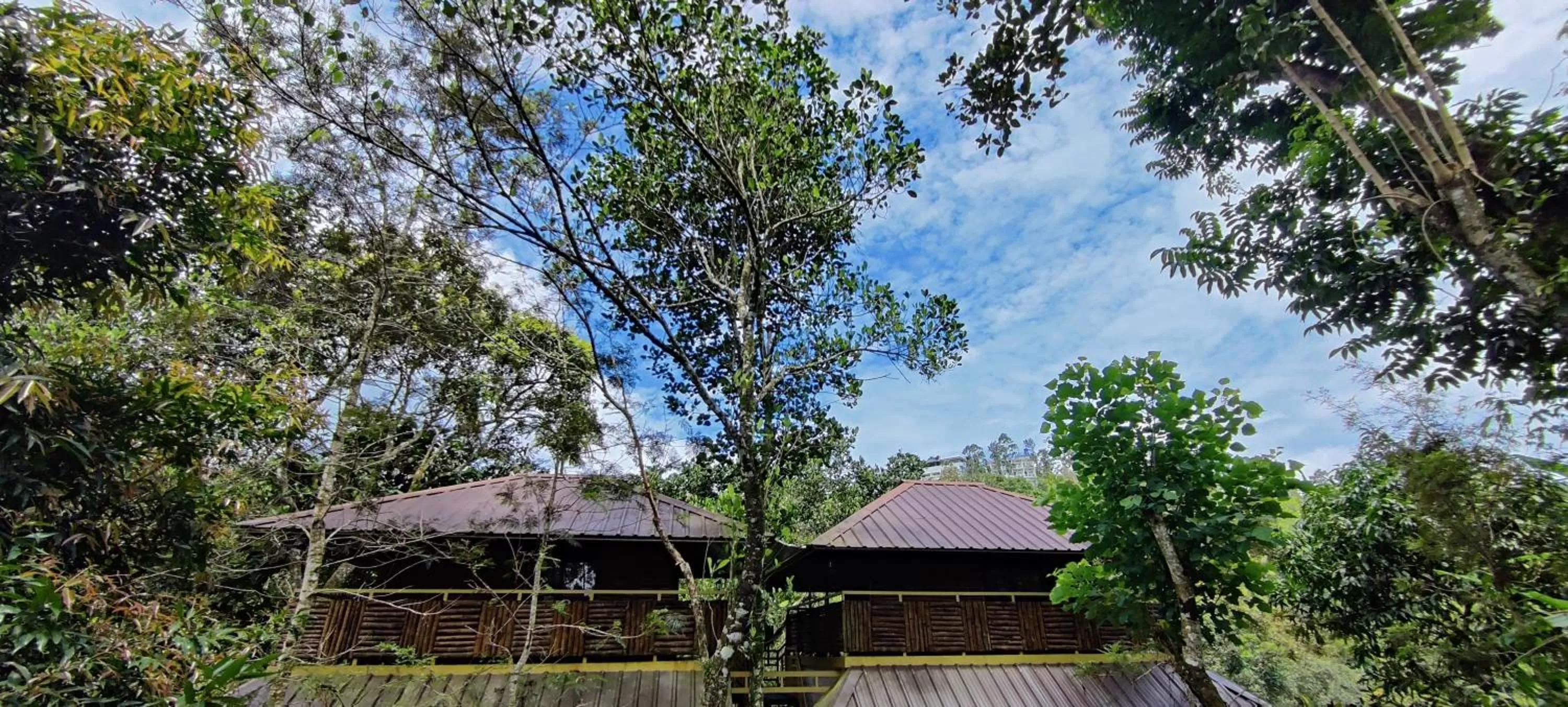Property Building in Chalona Jungle Vibe