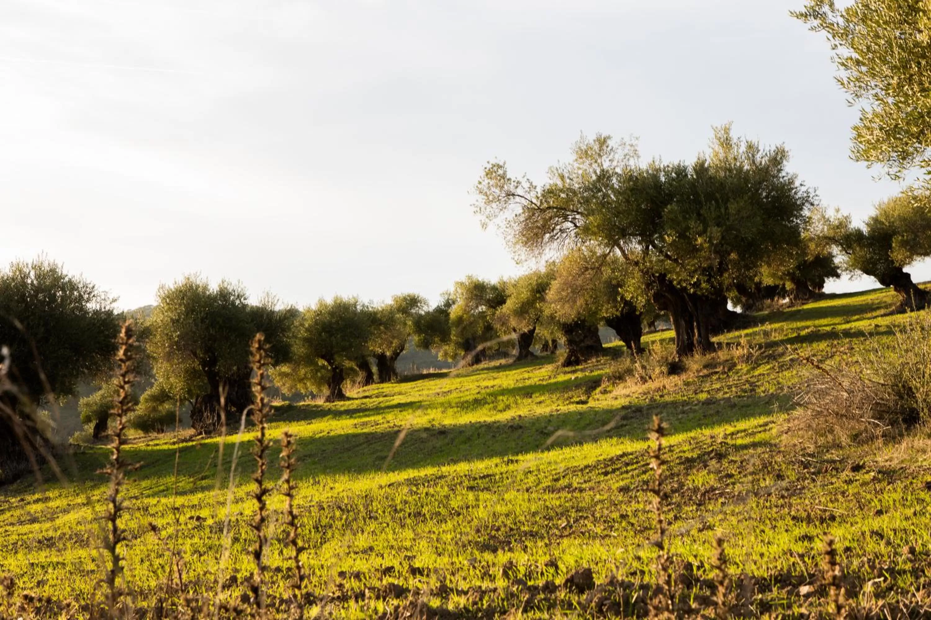 Natural landscape in Hotel Tugasa Las Truchas