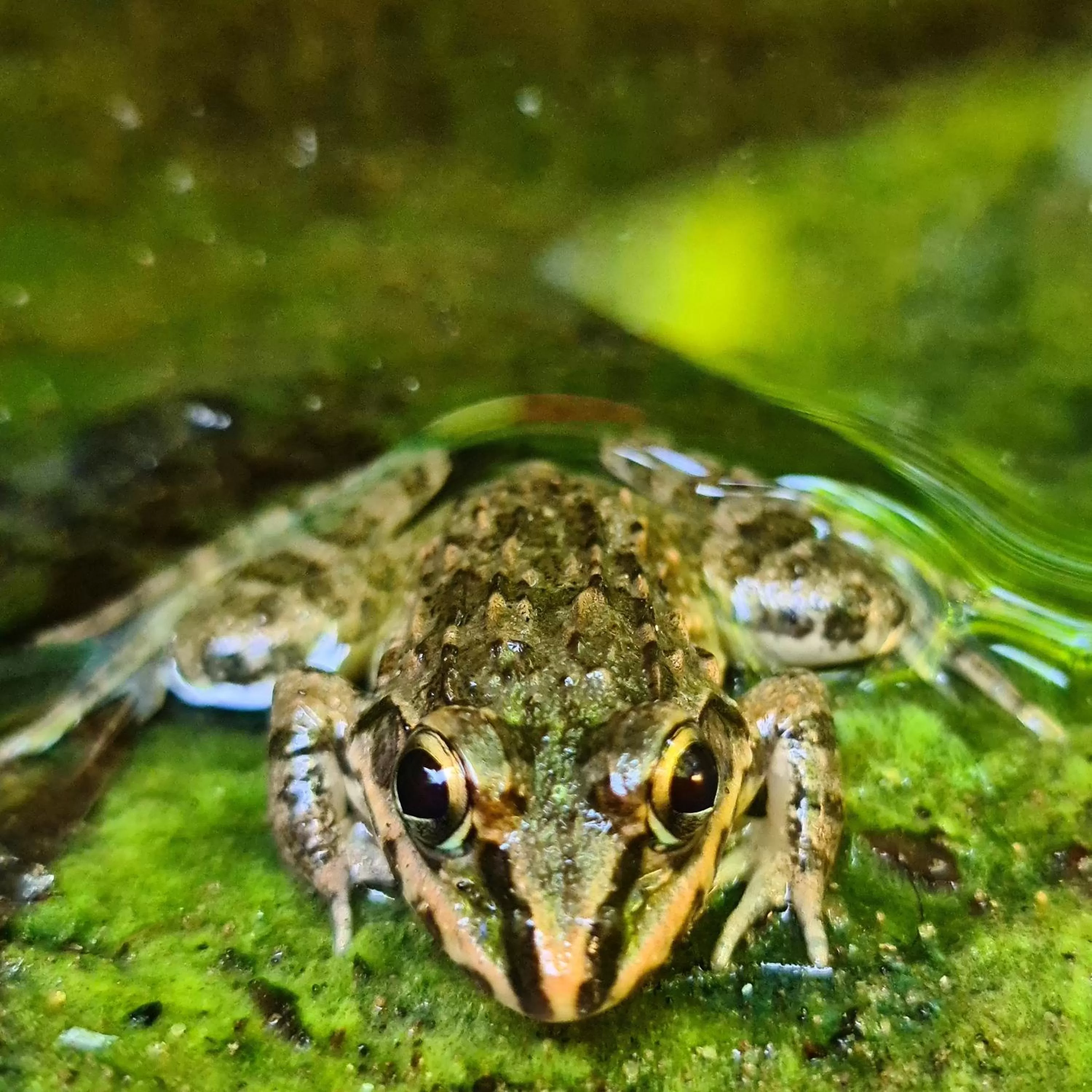 Other Animals in Jungle river humbhaha hostel