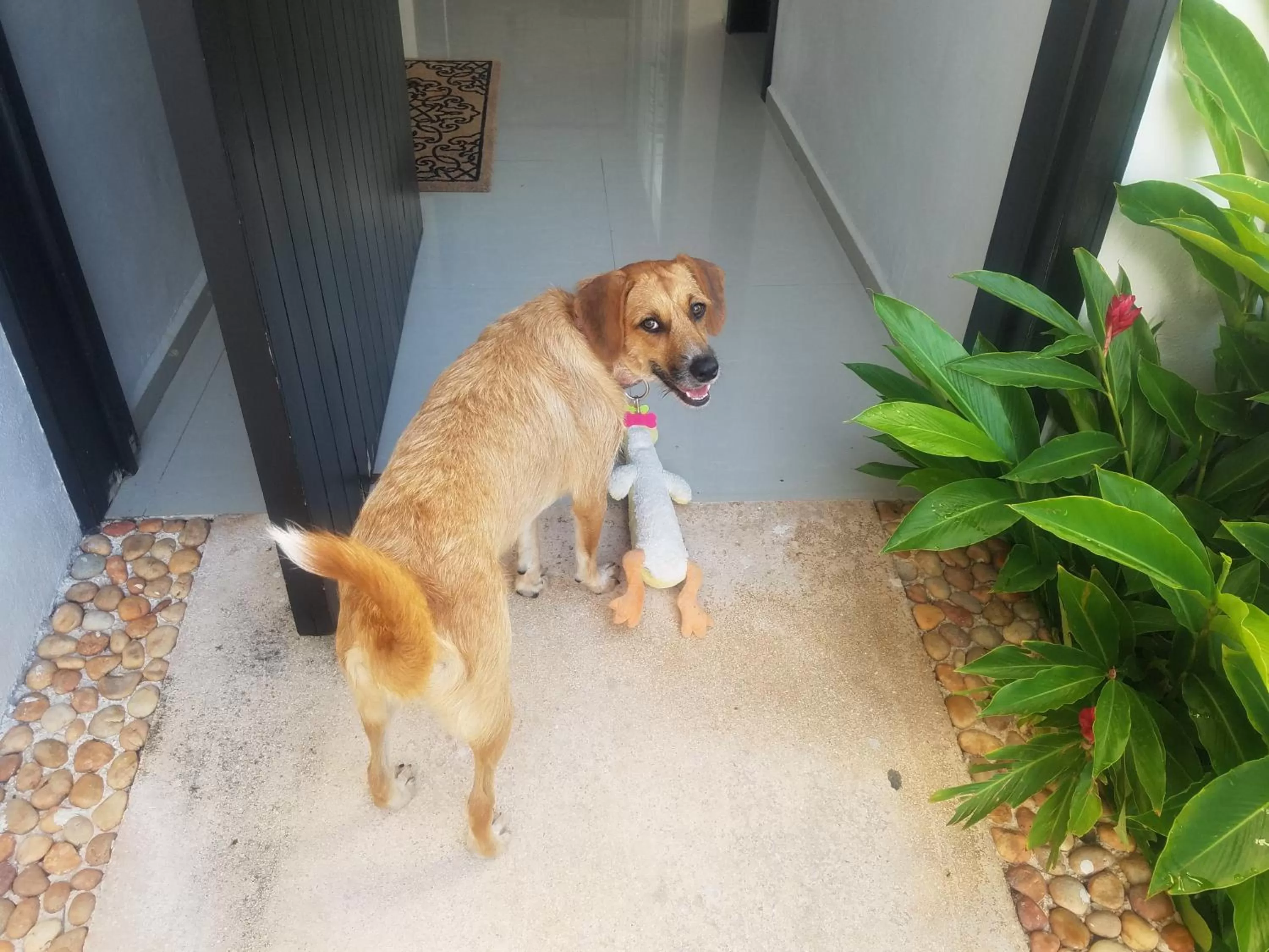 Pets in Casa Xcanatun