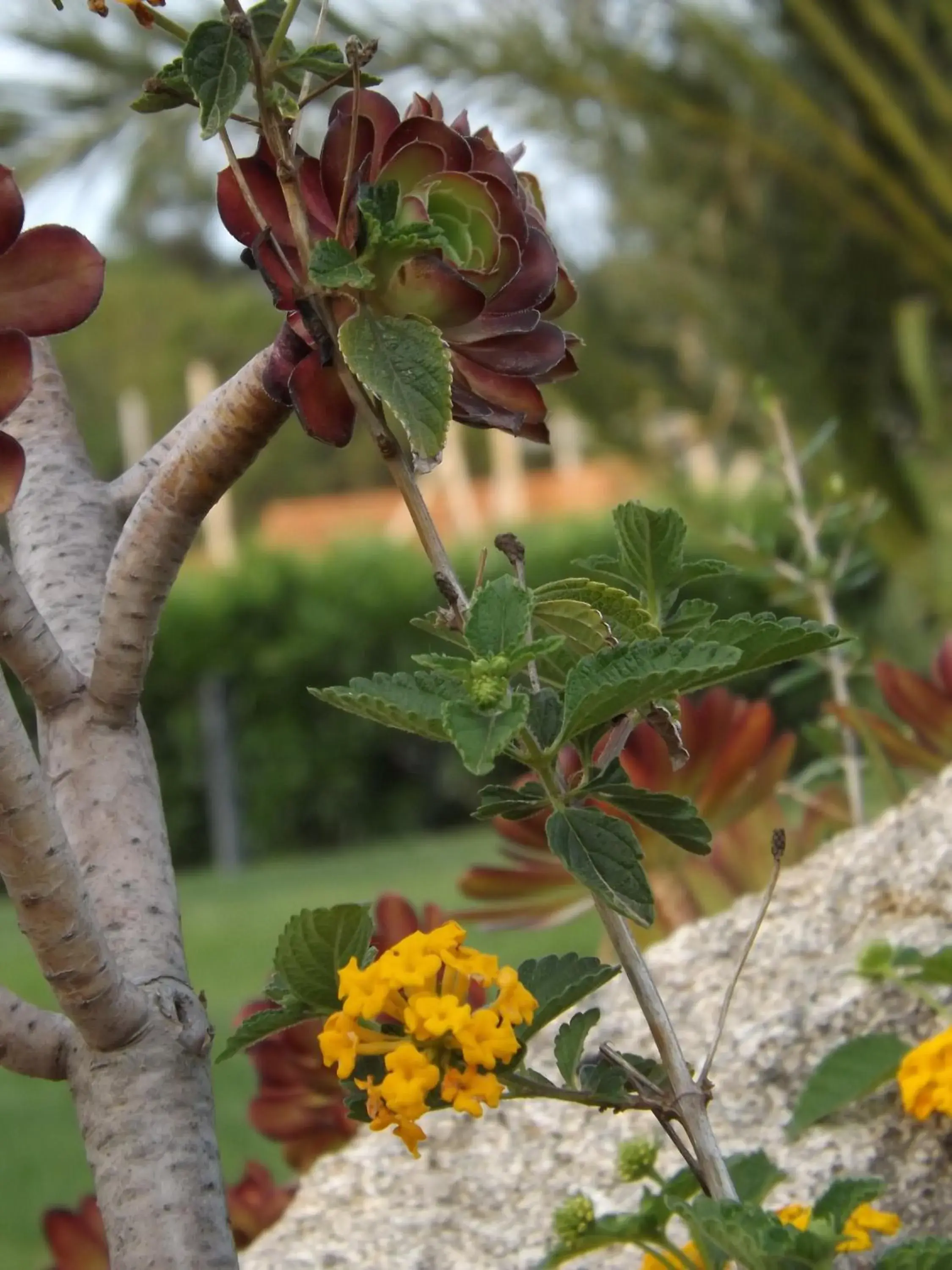 Garden in Le Anfore Hotel