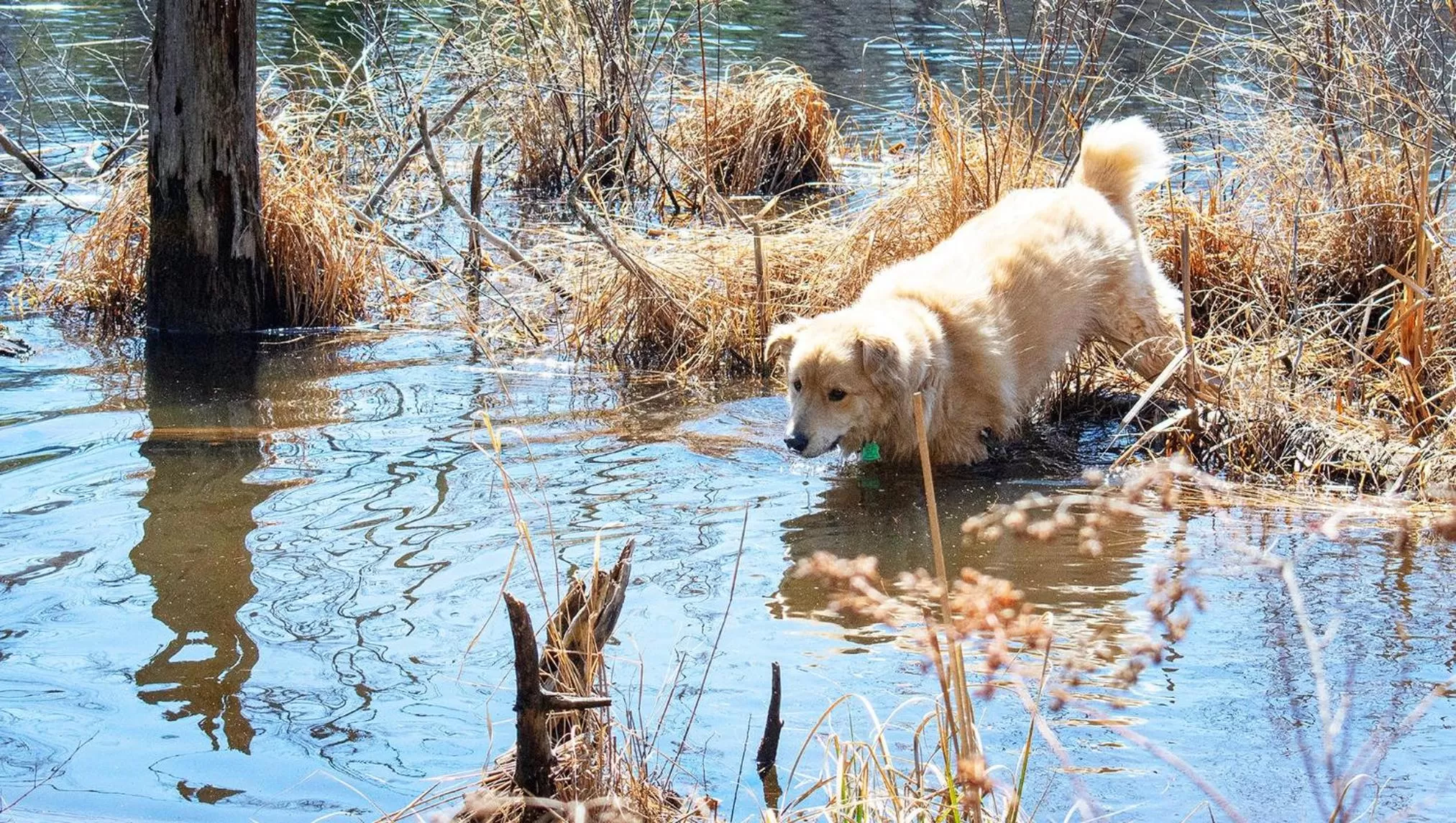 Other, Pets in North Creek Lodge at Gore Mountain