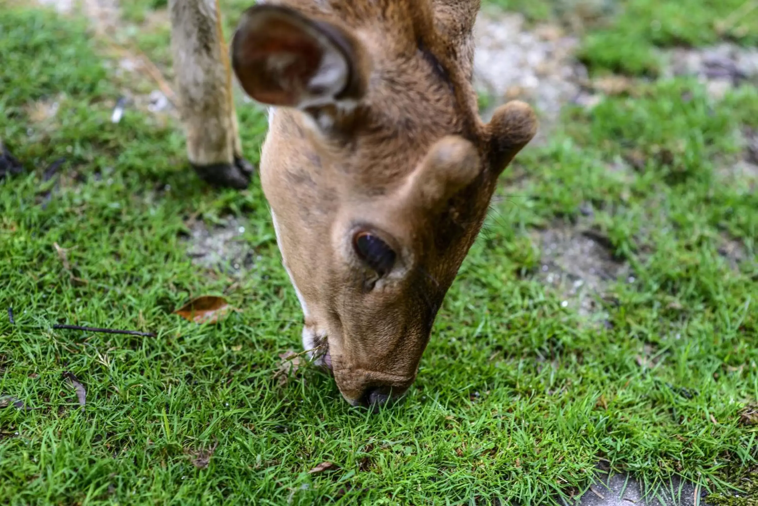 Animals, Other Animals in Gokarna Forest Resort