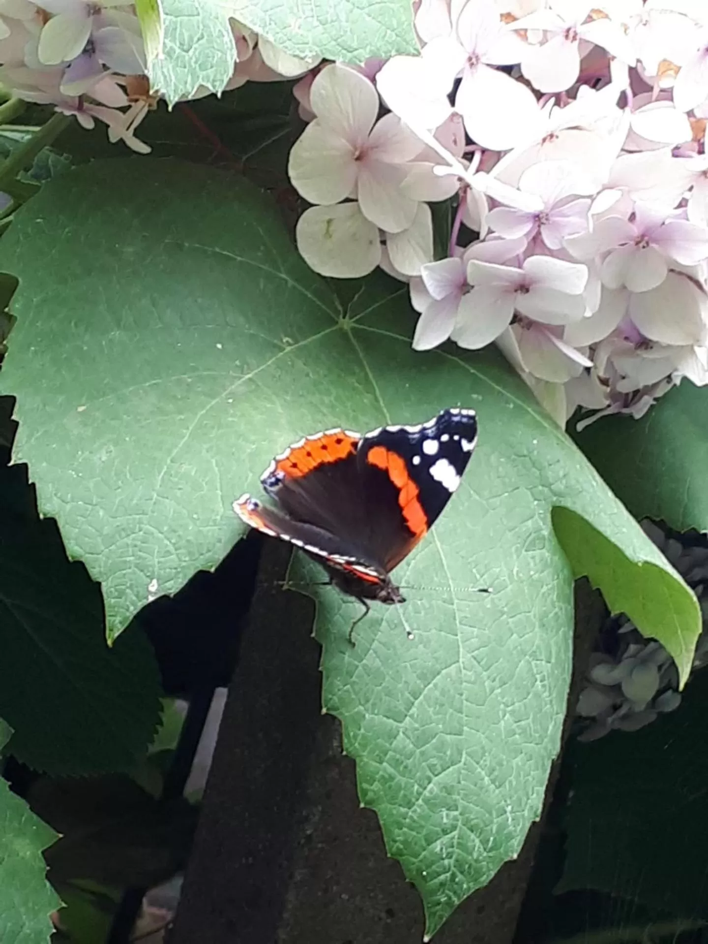 Garden in Beaux Temps b&b