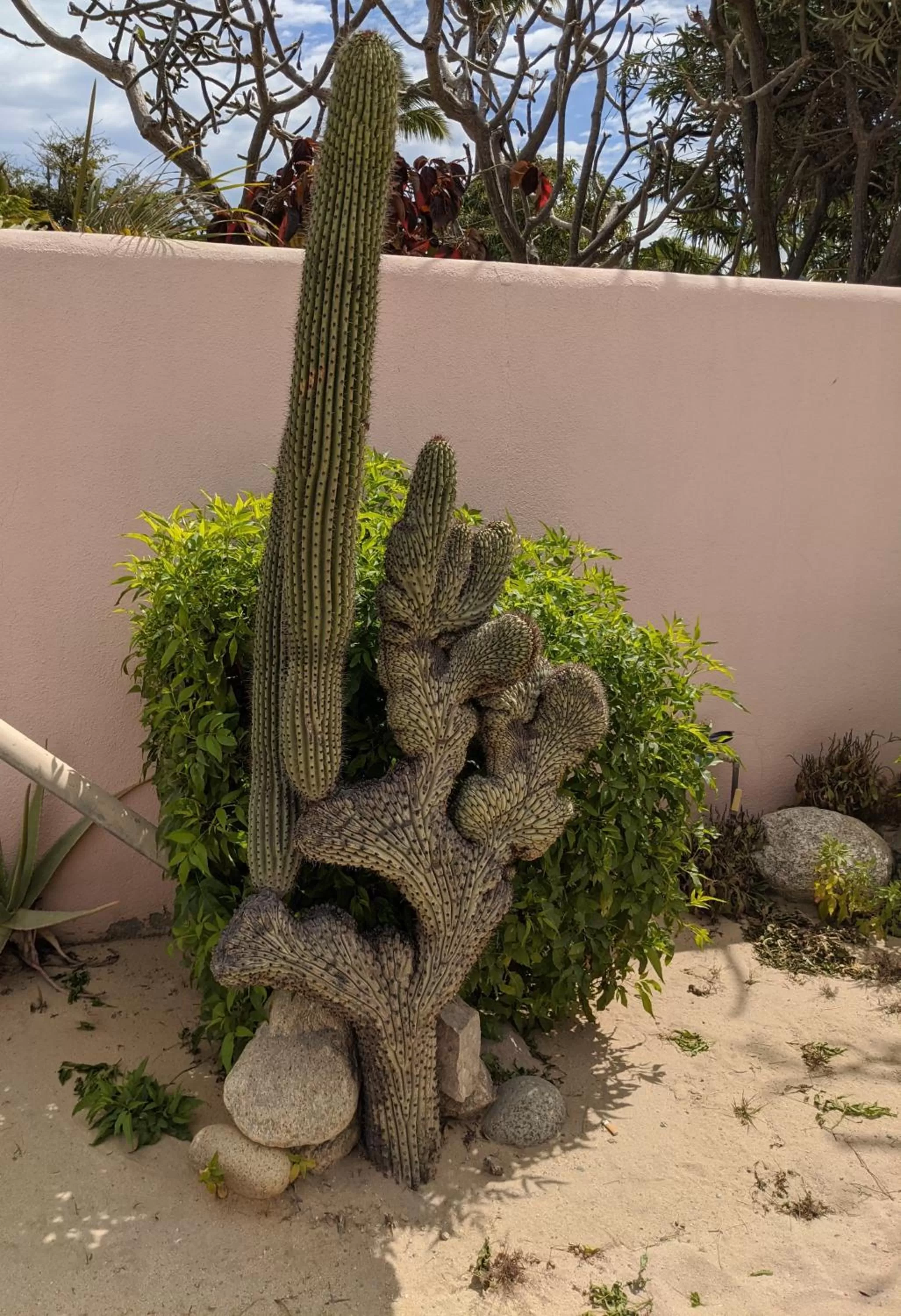 Garden in Hacienda De Palmas