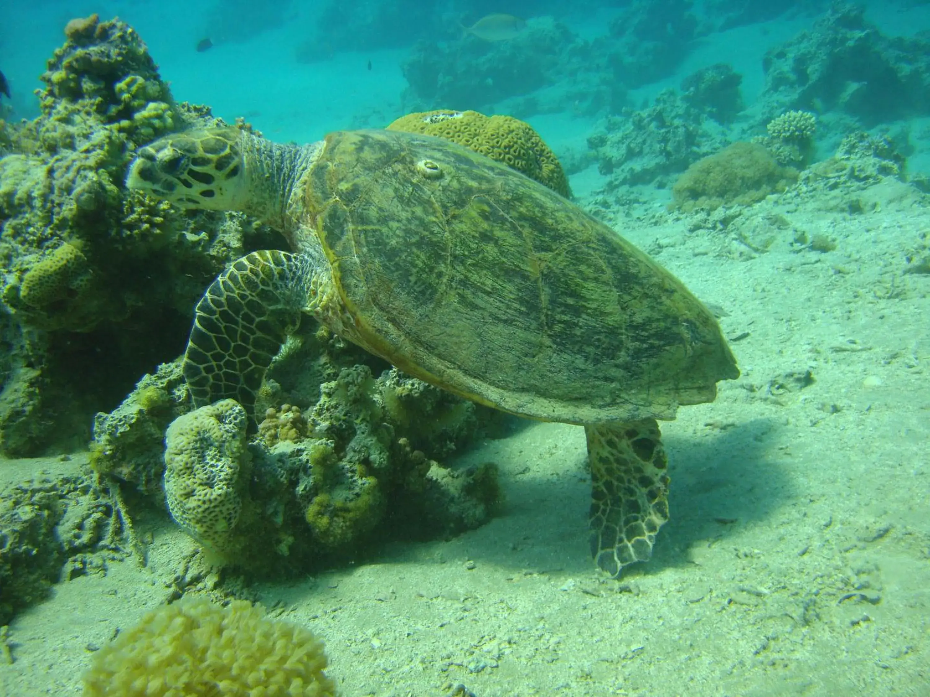 Diving, Other Animals in Red Sea Dive Center