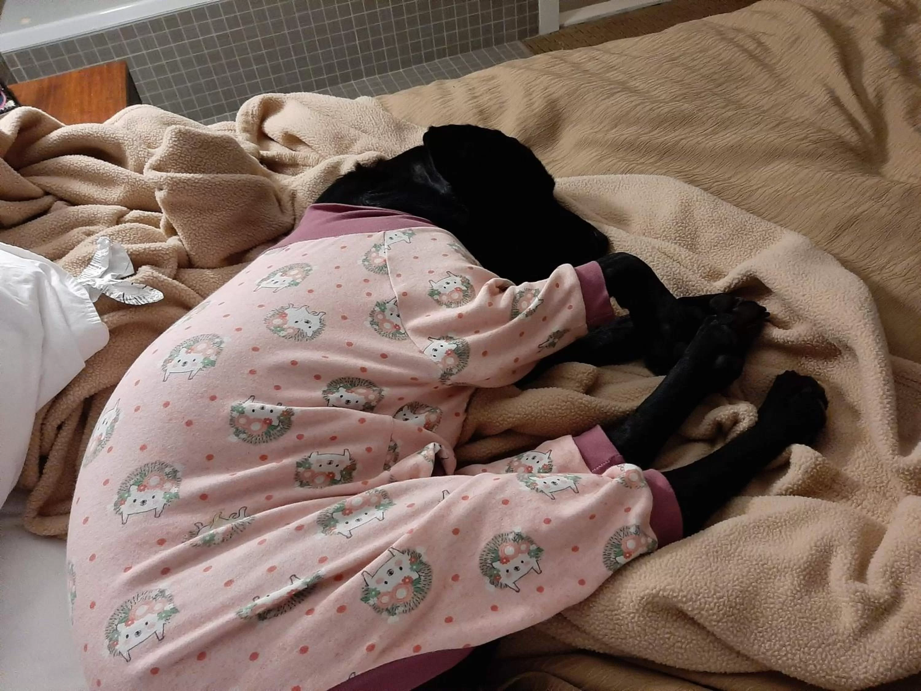 Pets in Comfort Inn & Suites