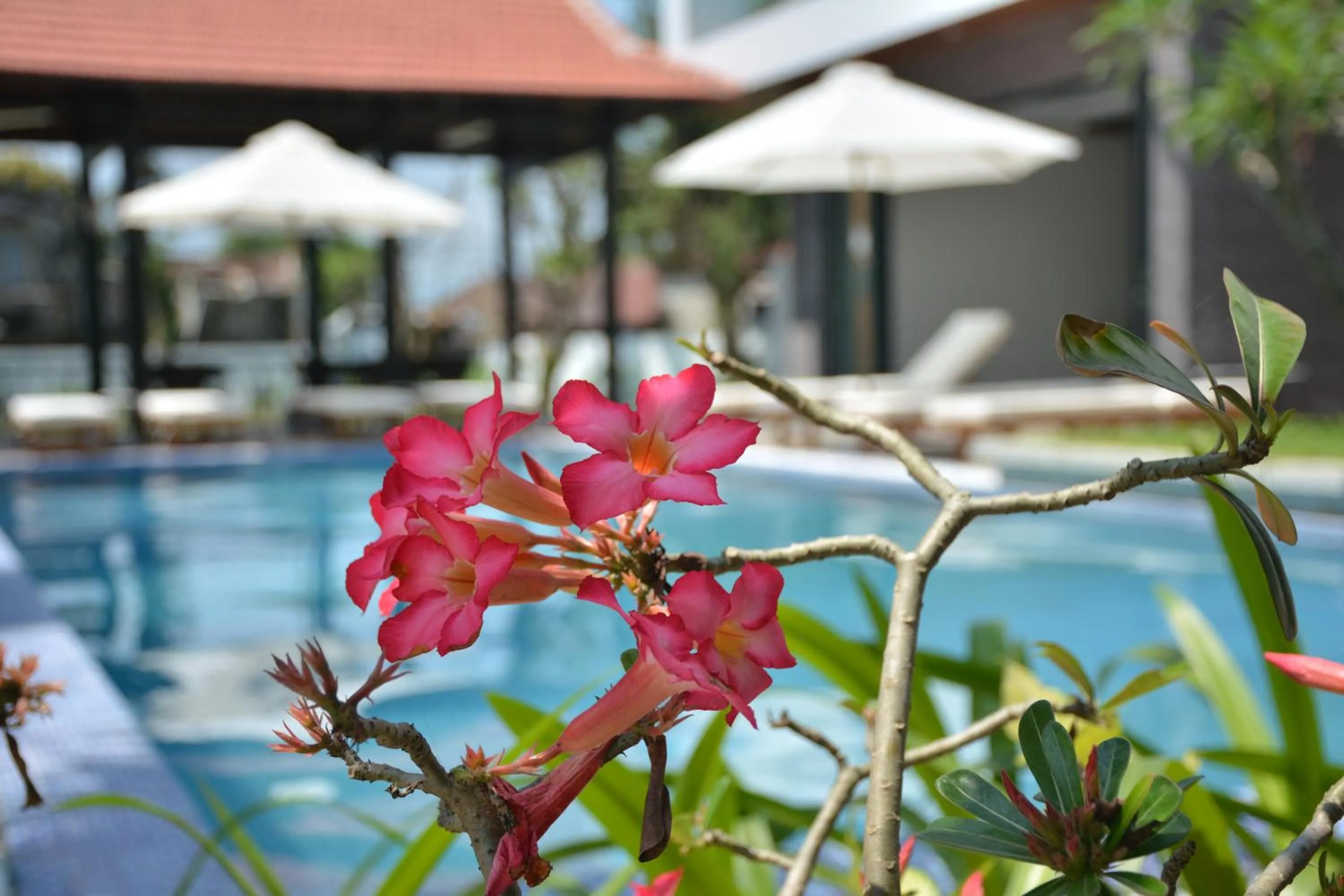 Pool view in Hoi An Reverie Villas