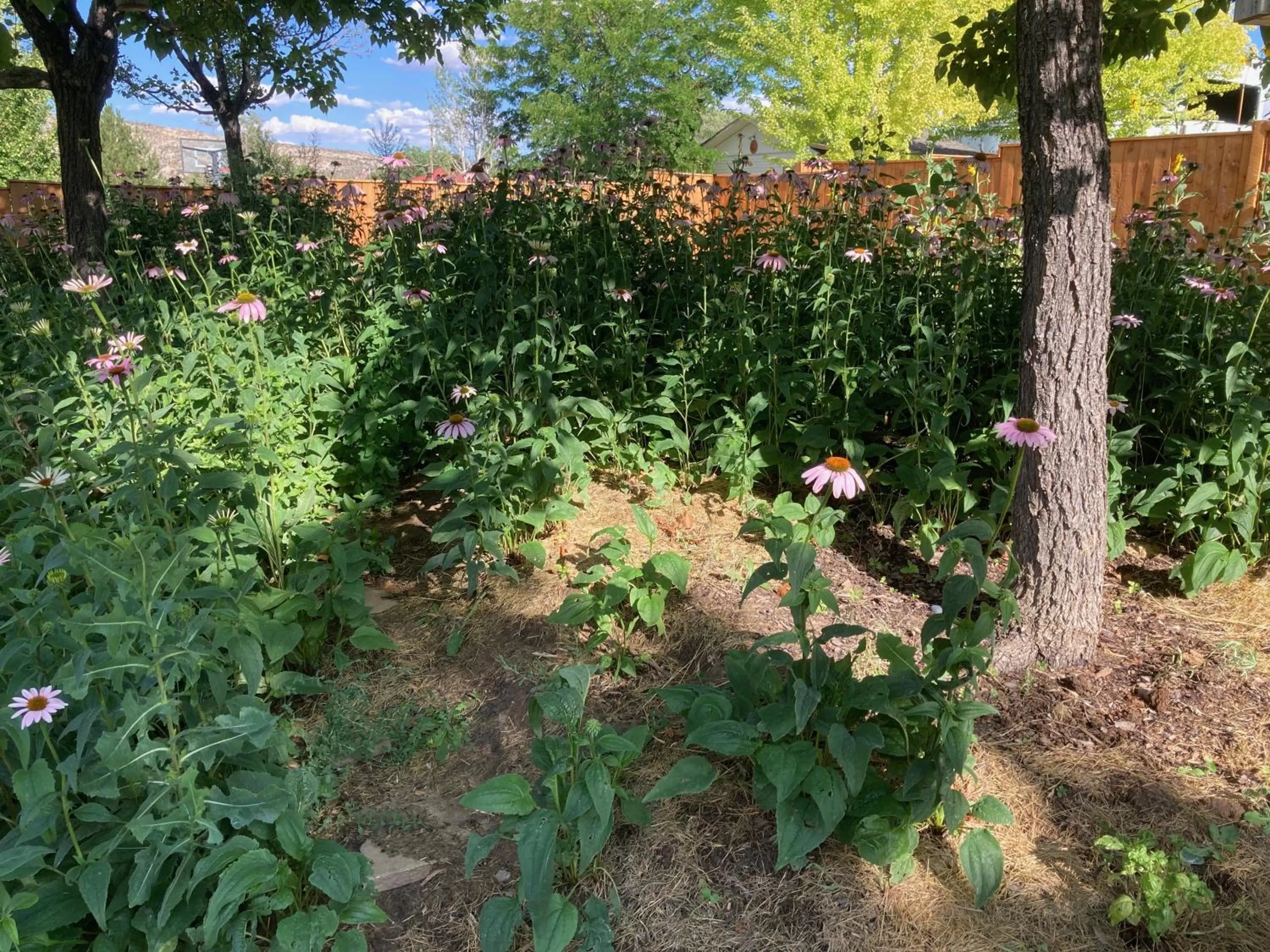 Garden in The Loubird Inn