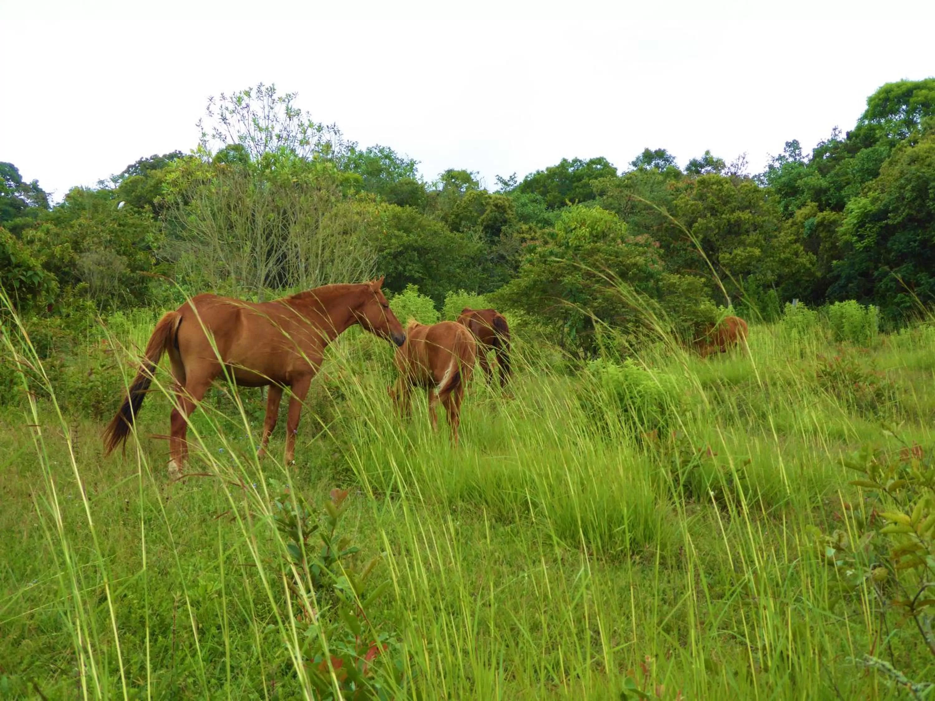 Pets in Finca El Cielo