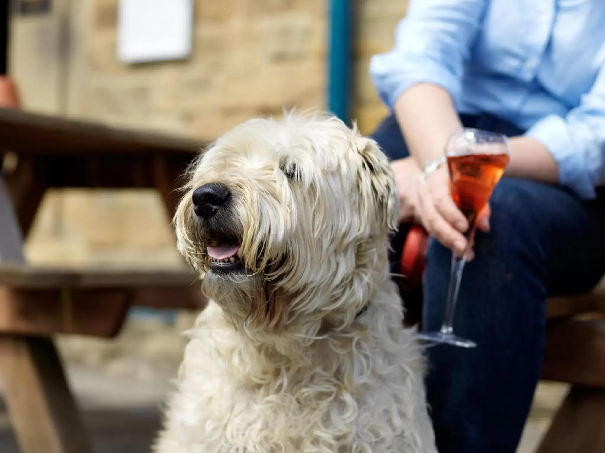 Pets in Devonshire Arms at Pilsley - Chatsworth