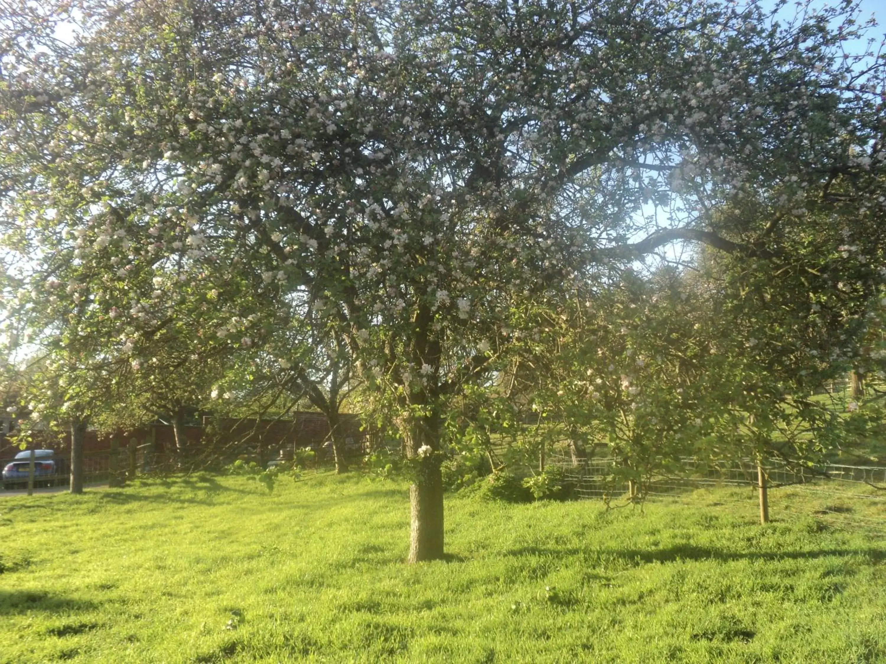 Natural landscape, Garden in St Anne's