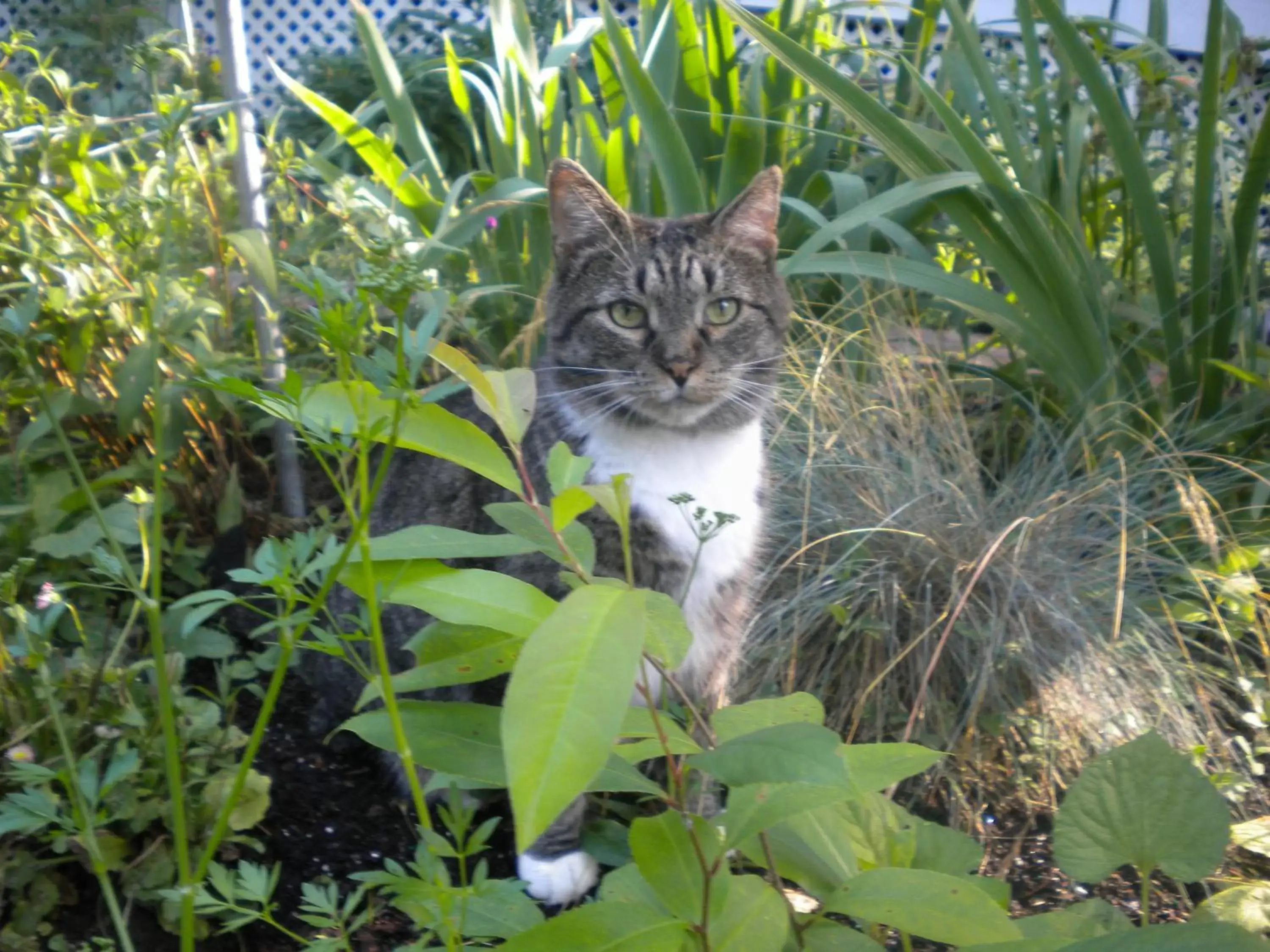 Pets in Fleetwood House Bed and Breakfast