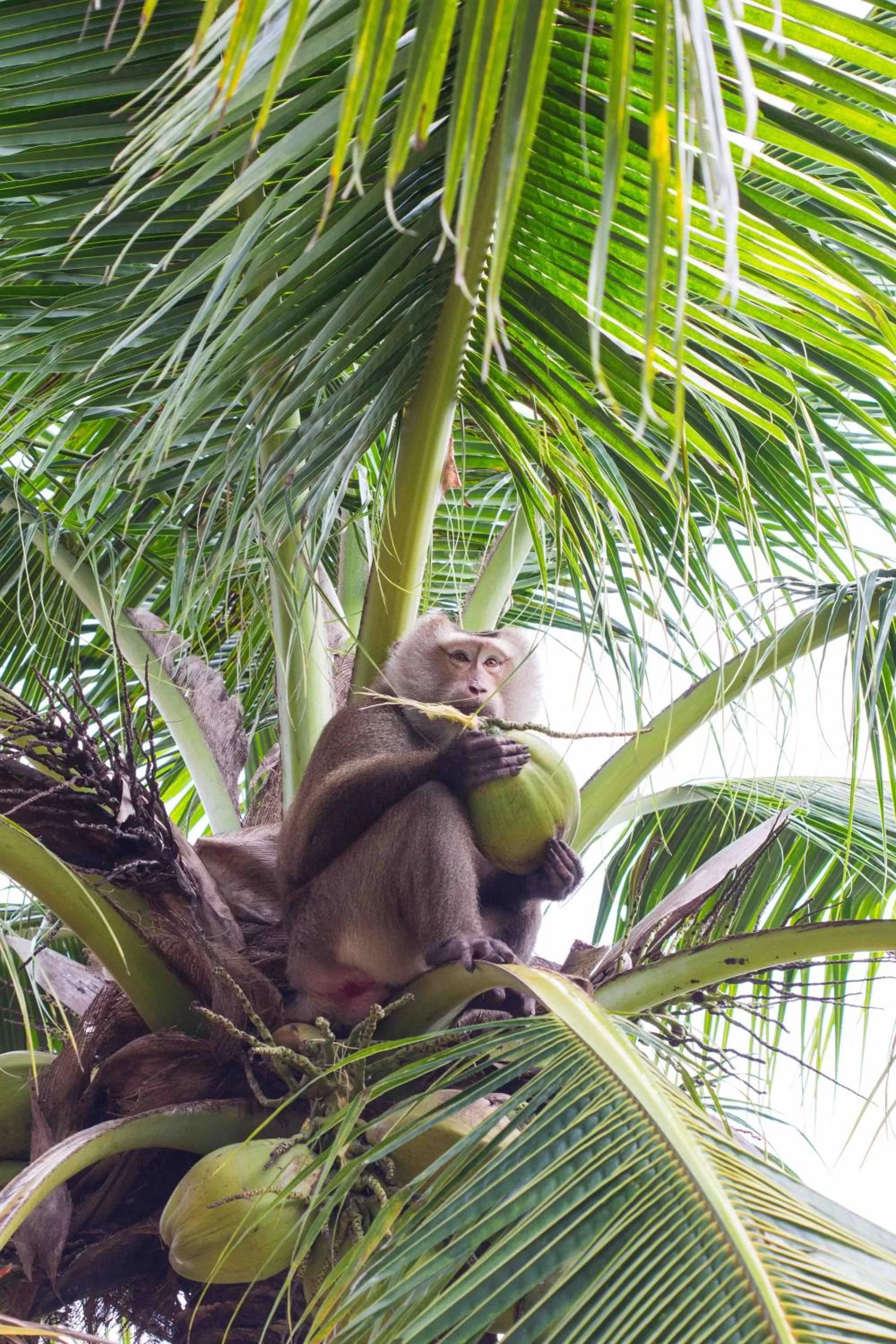 On site in Palm Galleria Resort