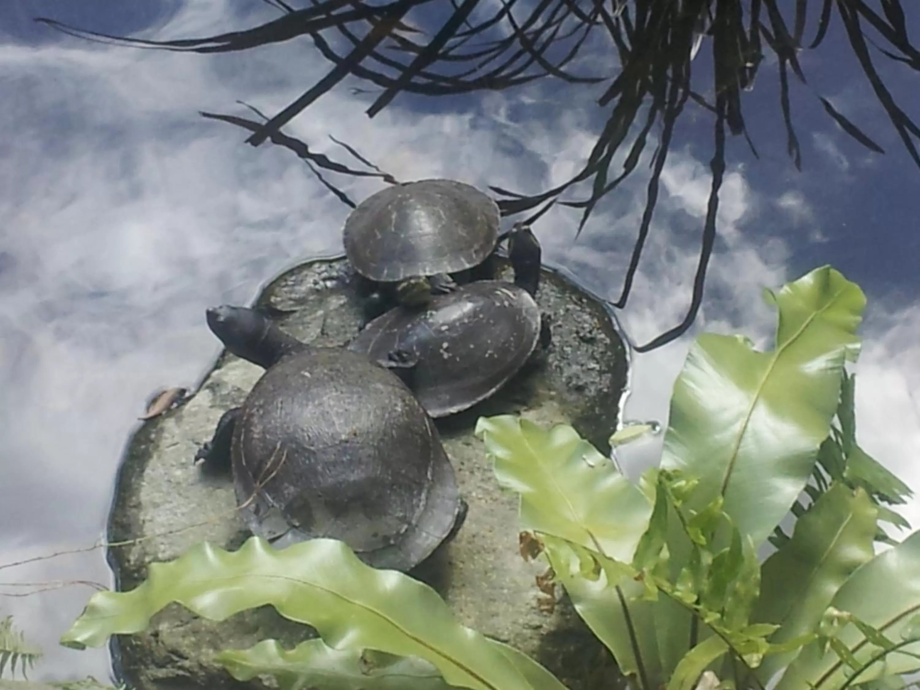 Garden in Cairns Gateway Resort
