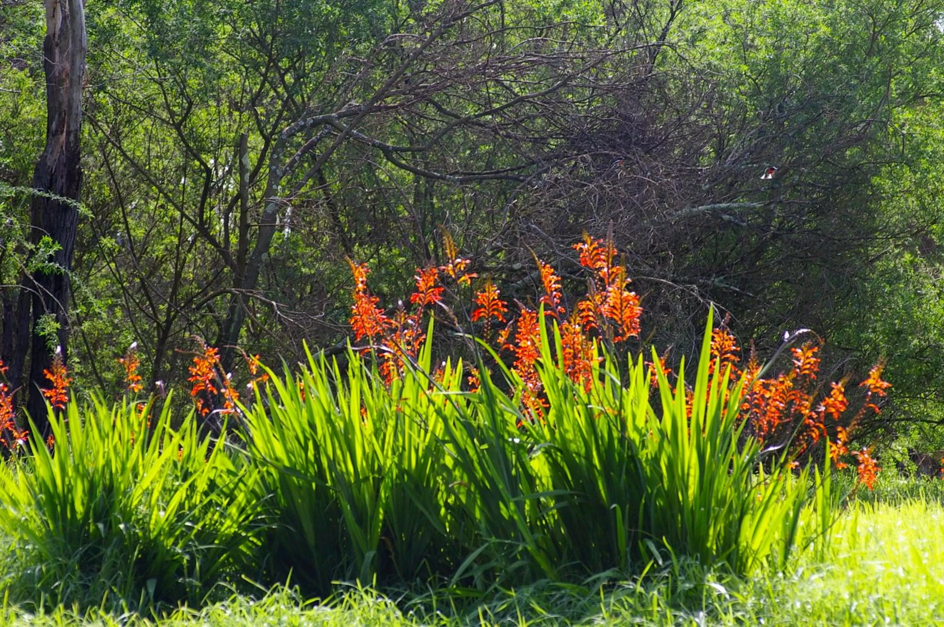 Garden in Darby Park Serviced Residences