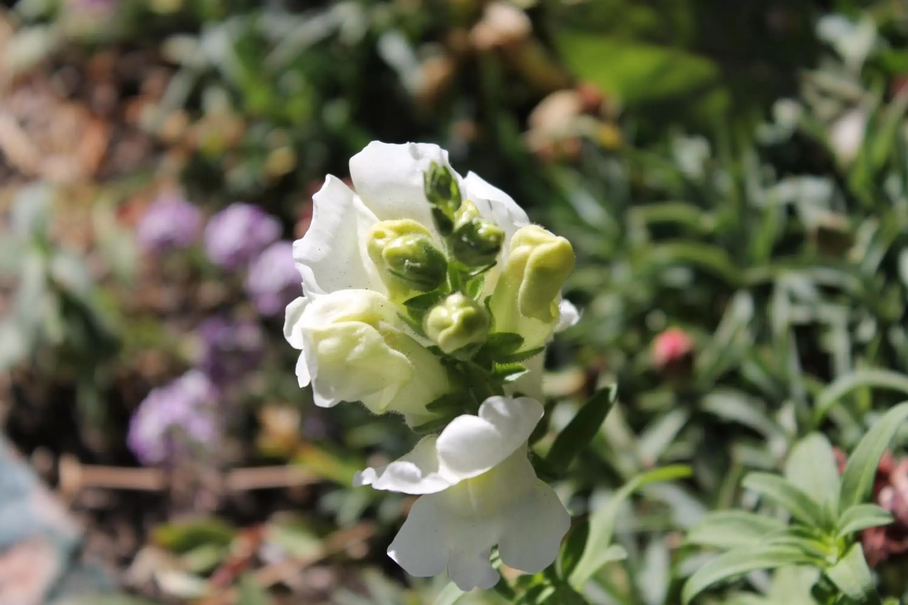 Decorative detail, Garden in Big Pines Mountain House