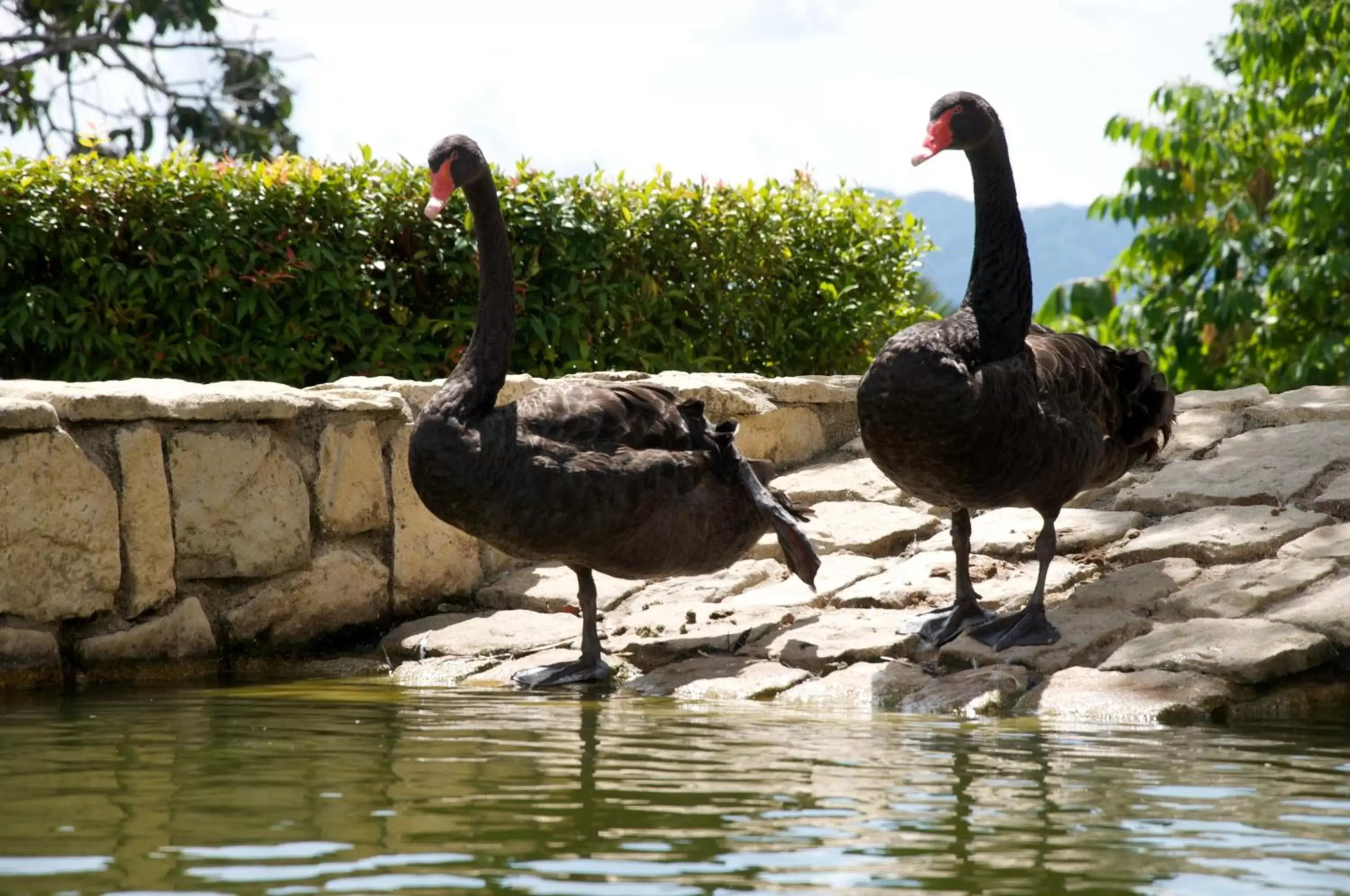 Animals, Other Animals in Colmar Tropicale