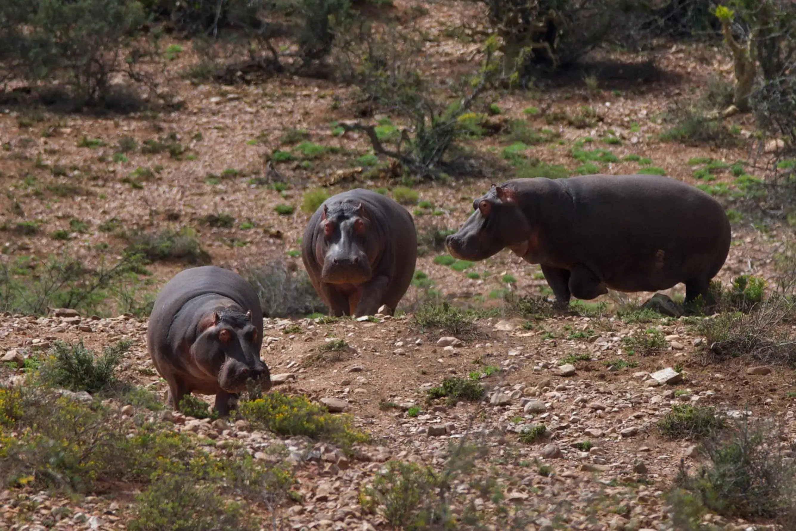 Animals, Other Animals in Buffelsdrift Game Lodge