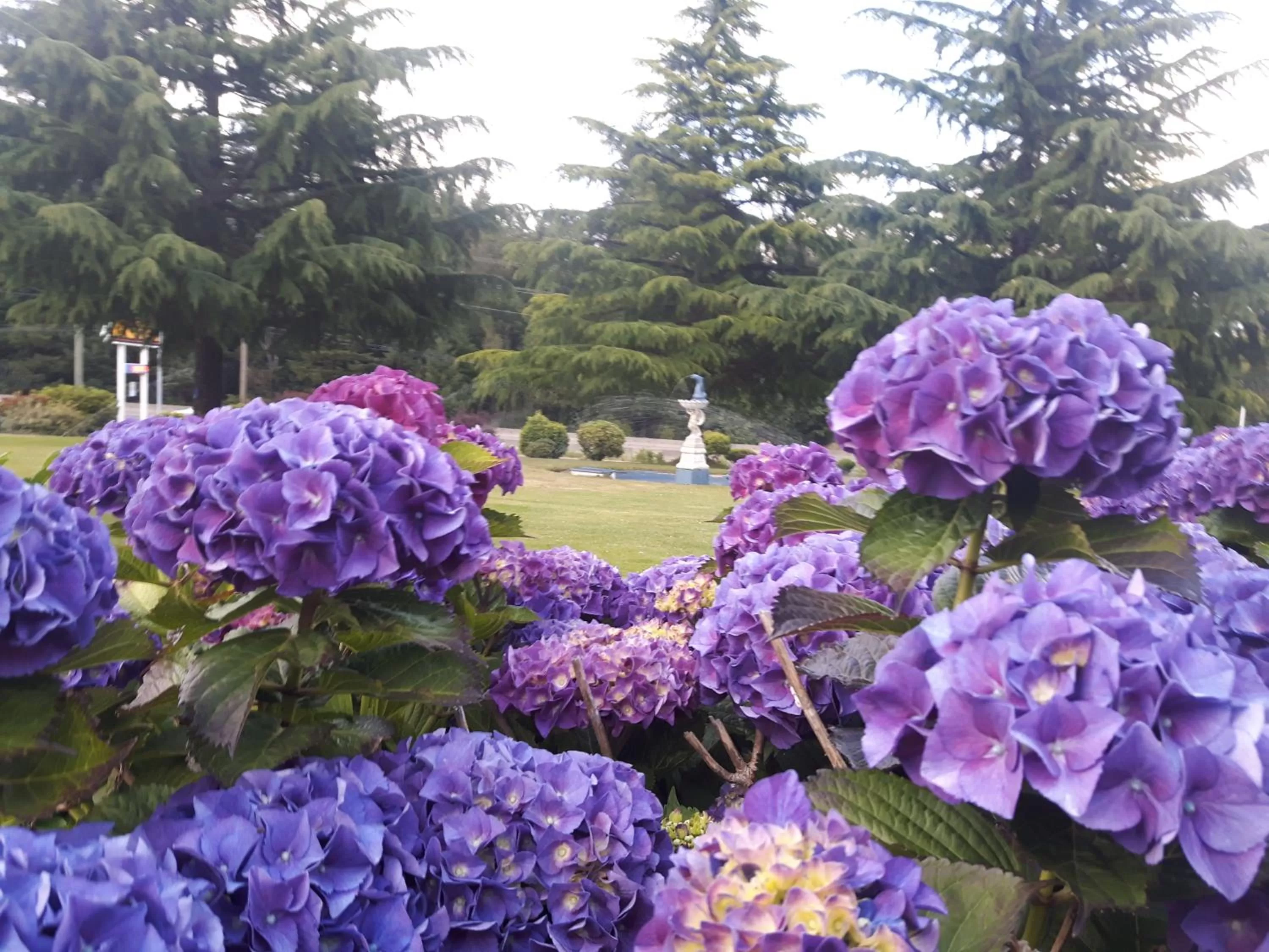 Garden in Fuller Lake Chemainus Motel