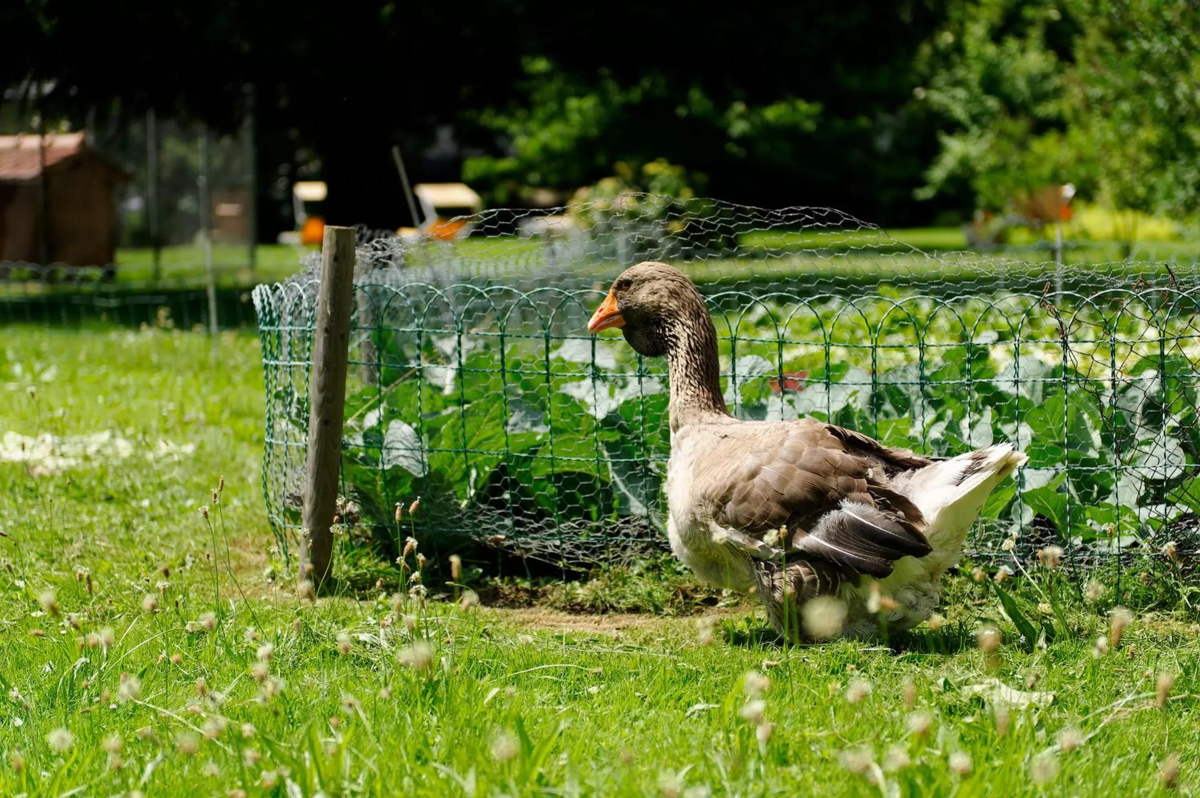 Garden in Hotel Beausite