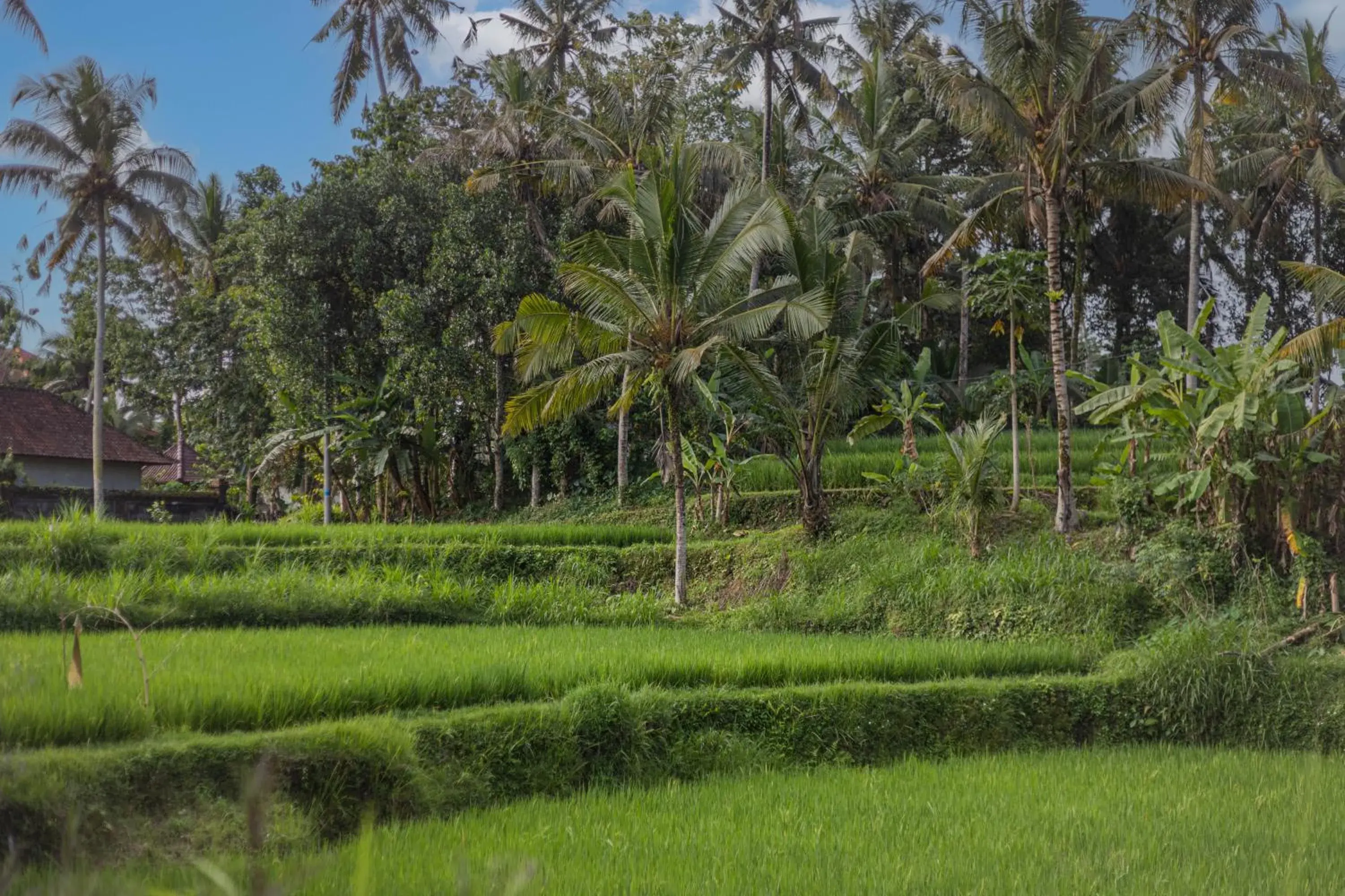 Natural landscape, Garden in Suara Air Luxury Villa Ubud