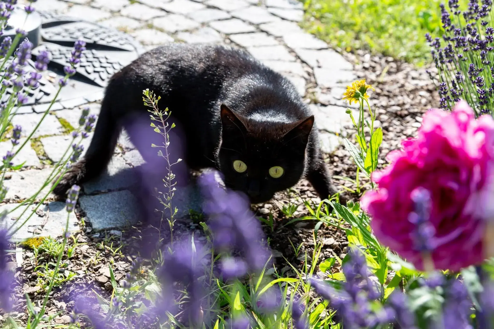 Pets in Landhotel Gottinger