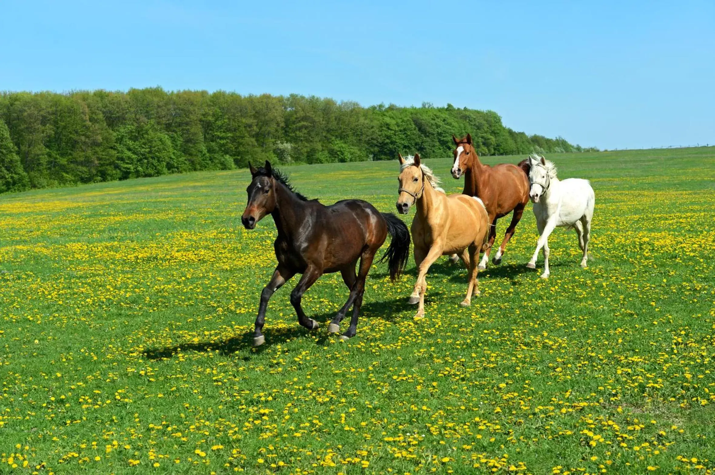 Horse-riding, Other Animals in Precise Resort Rügen & SPLASH Erlebniswelt