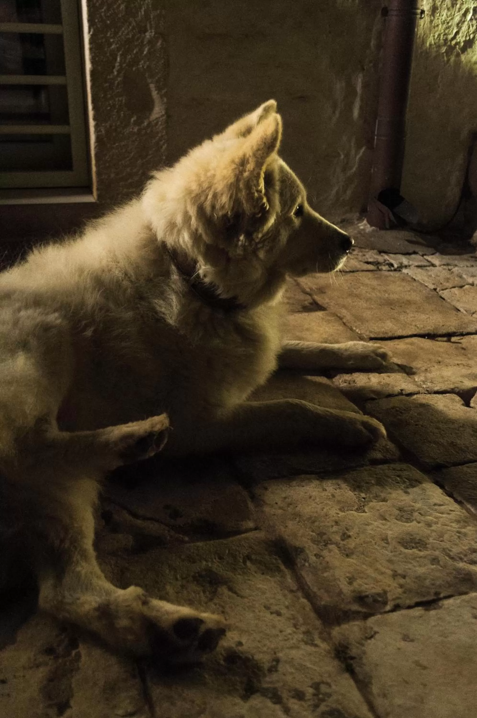 Night, Pets in Casale Petrarolo