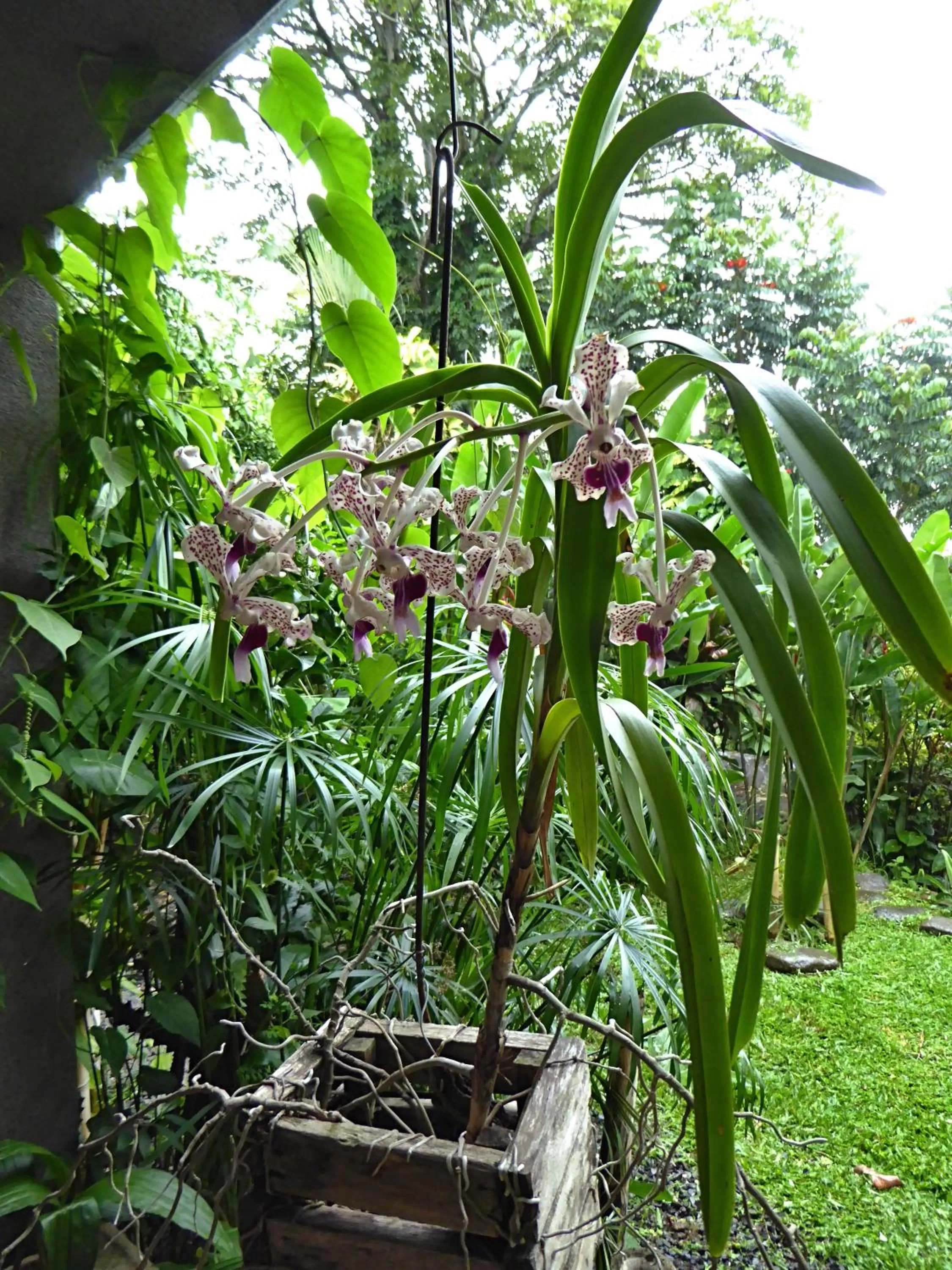 Garden in Pura Vida Hotel