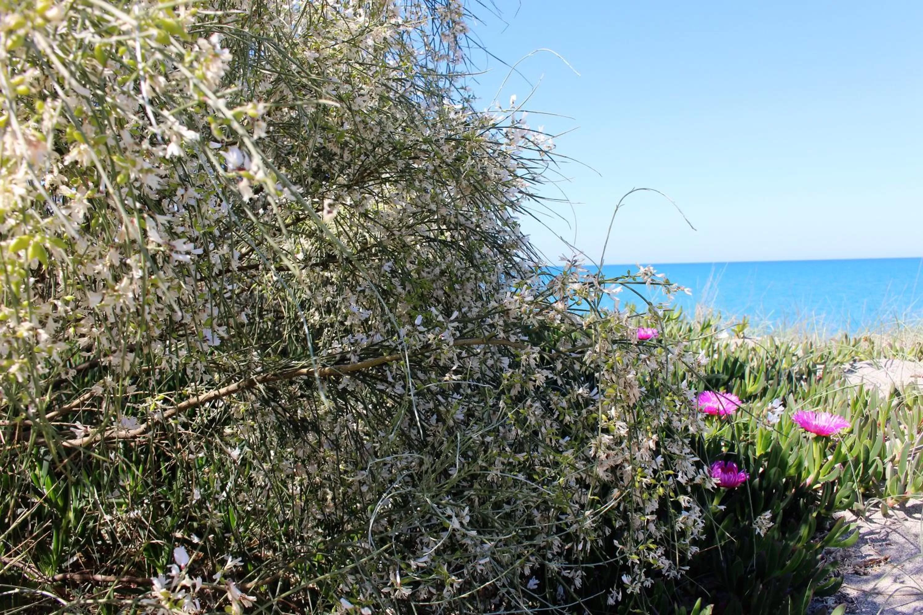 Beach in Casa Mazzone