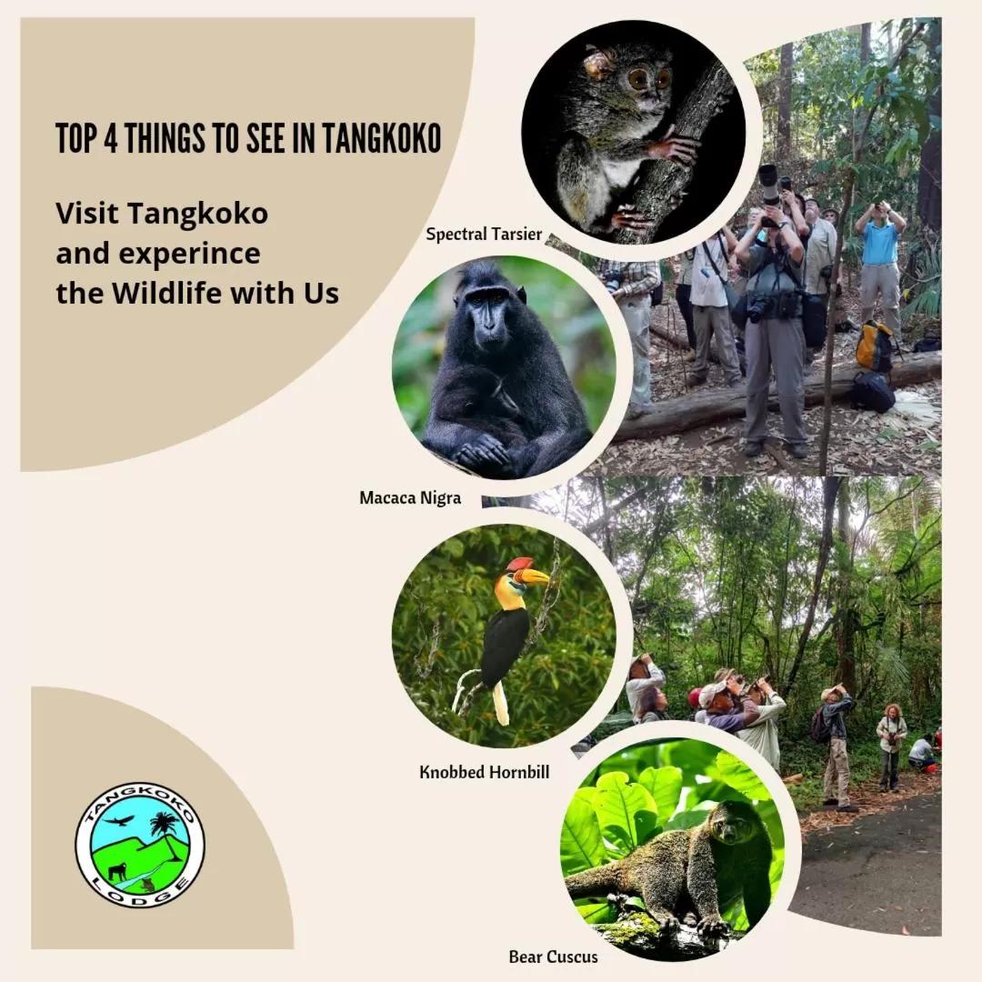 Off site in Tangkoko Lodge